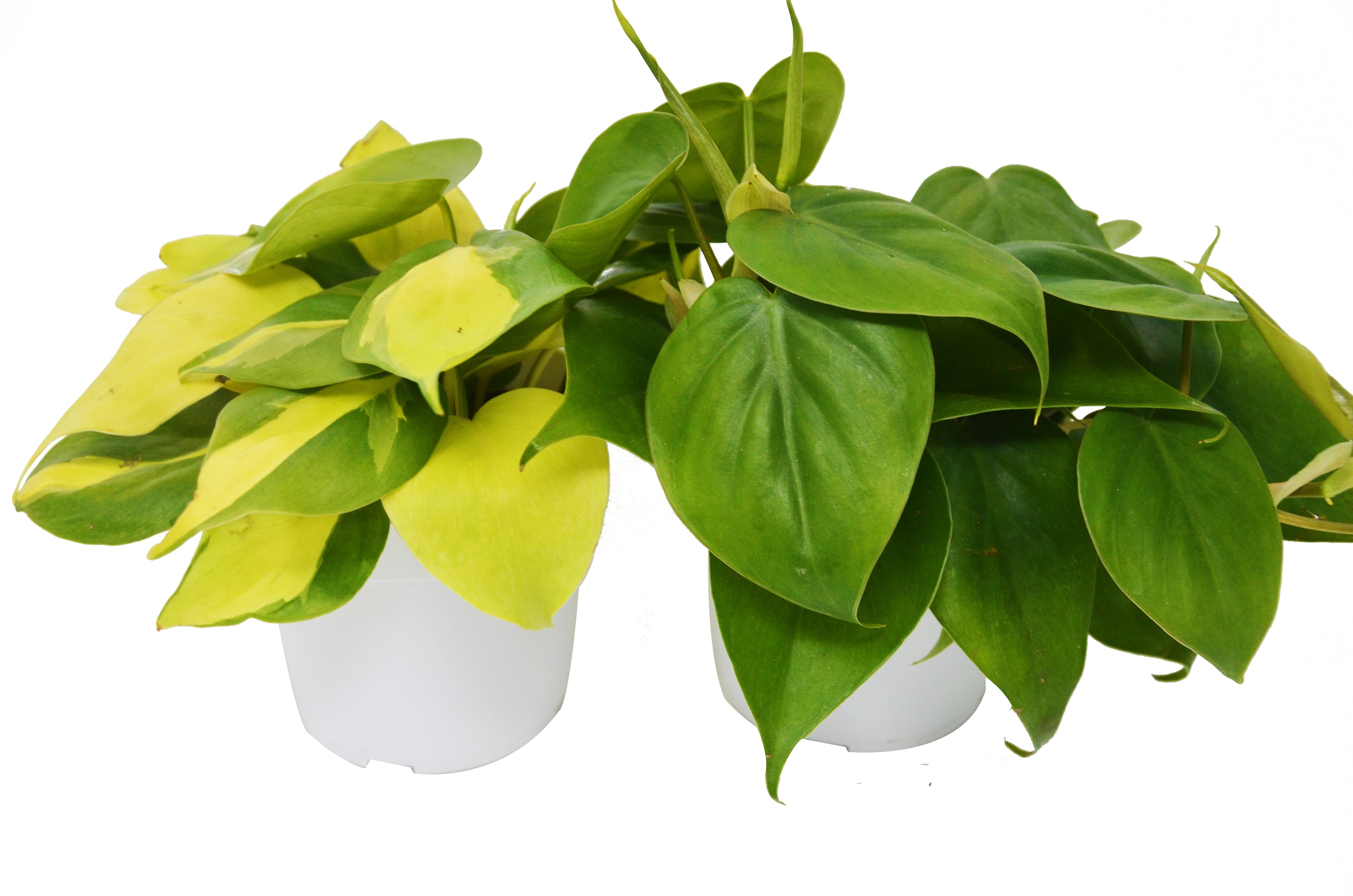house plant shop