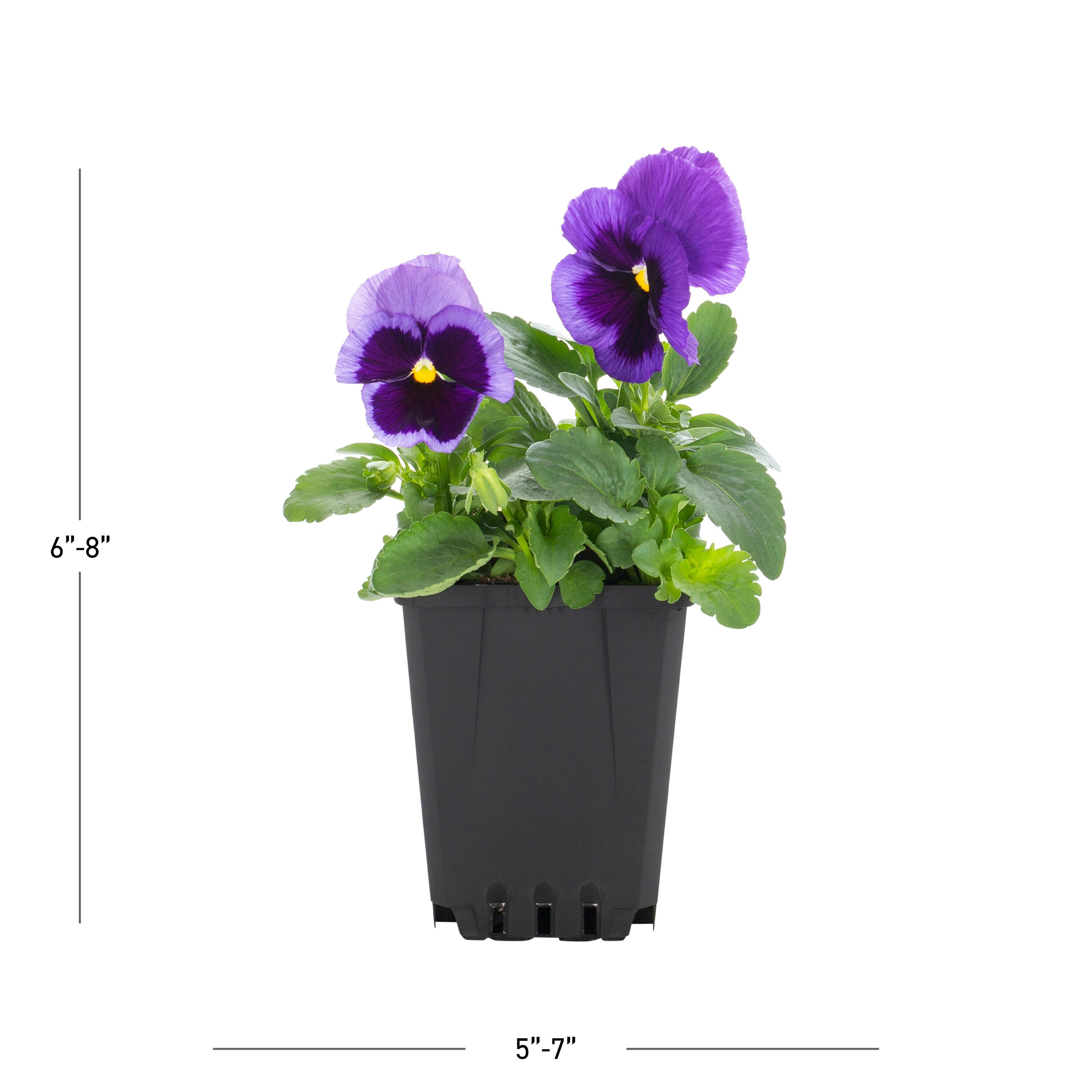 Metrolina Greenhouses 78805 annuals - View #3