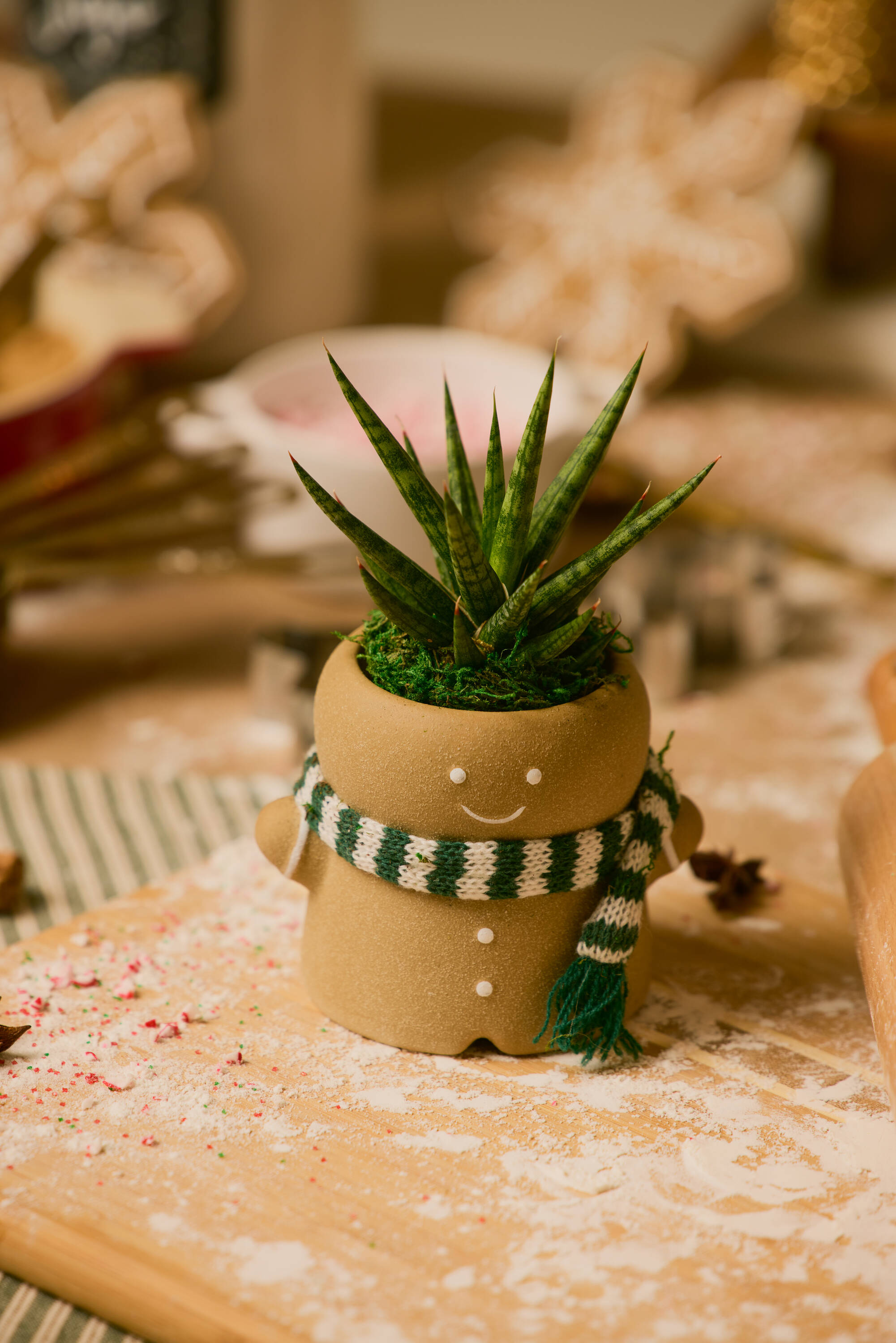 LiveTrends R7Q0007 Cacti-Succulents - View #4