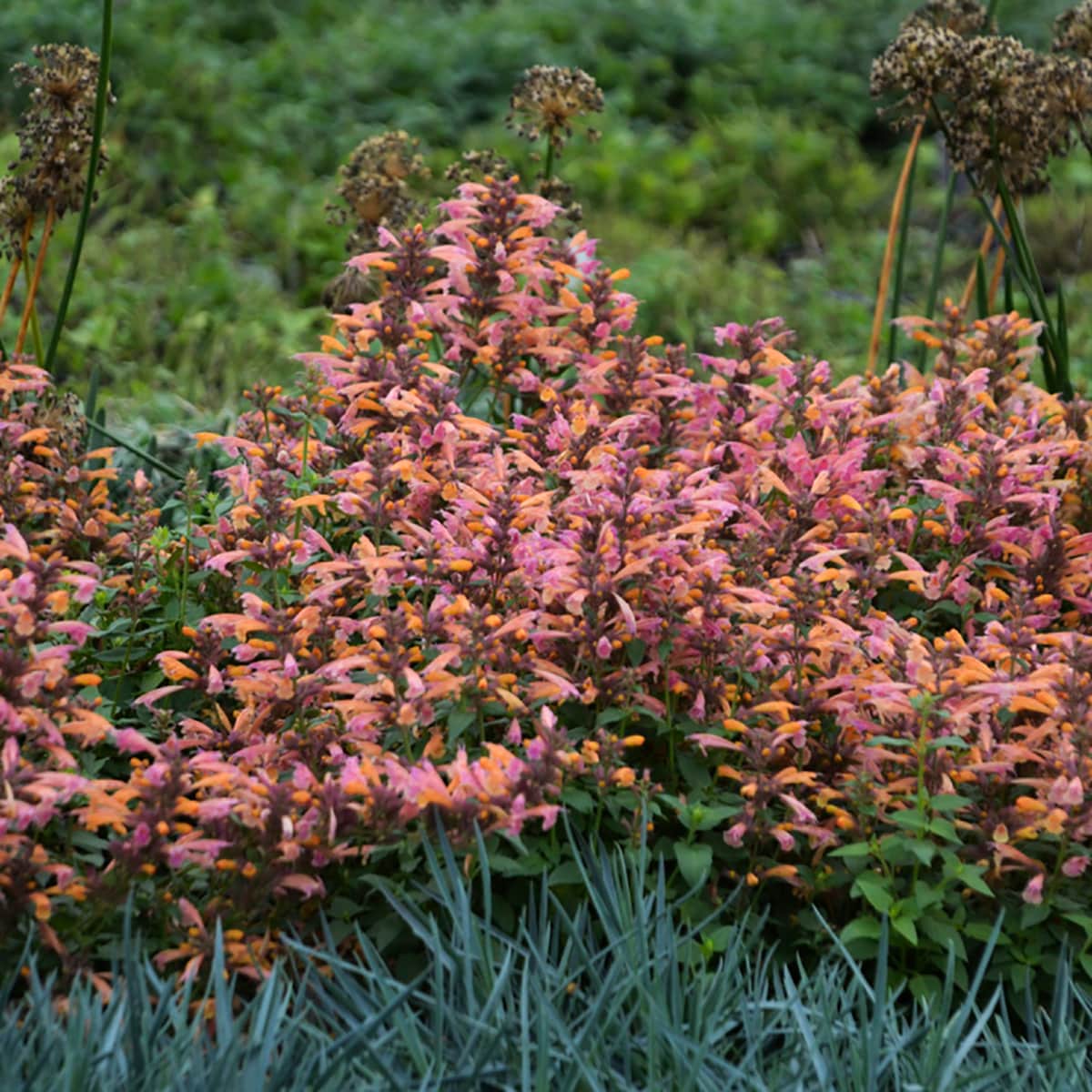 Monrovia NURSERY Orange Mango Tango Agastache Plant in 2.50 -Quart Pot 1.0 -Pack