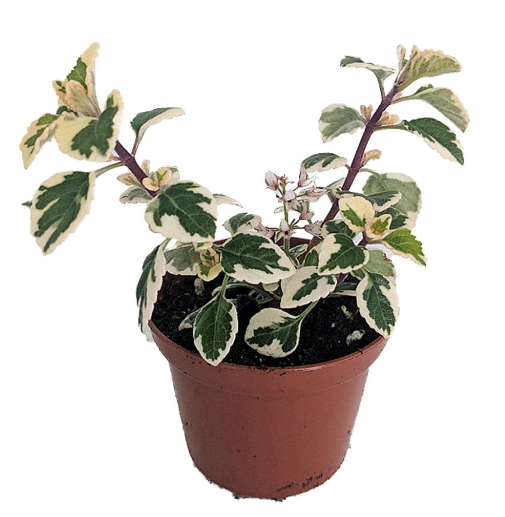 Hirt's Gardens - Rare Kandy Kisses Plant - Hemizygia - 2.5 inch Pot -