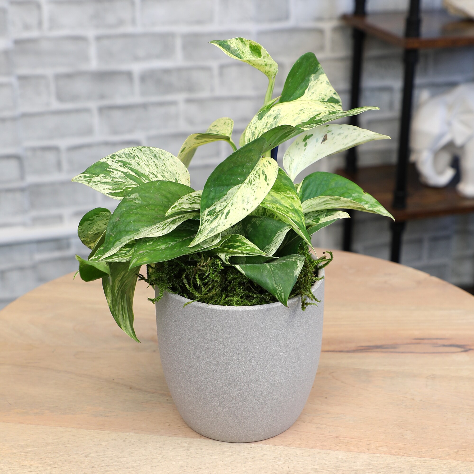 Altman Plants 0873086 hseplants - View #2