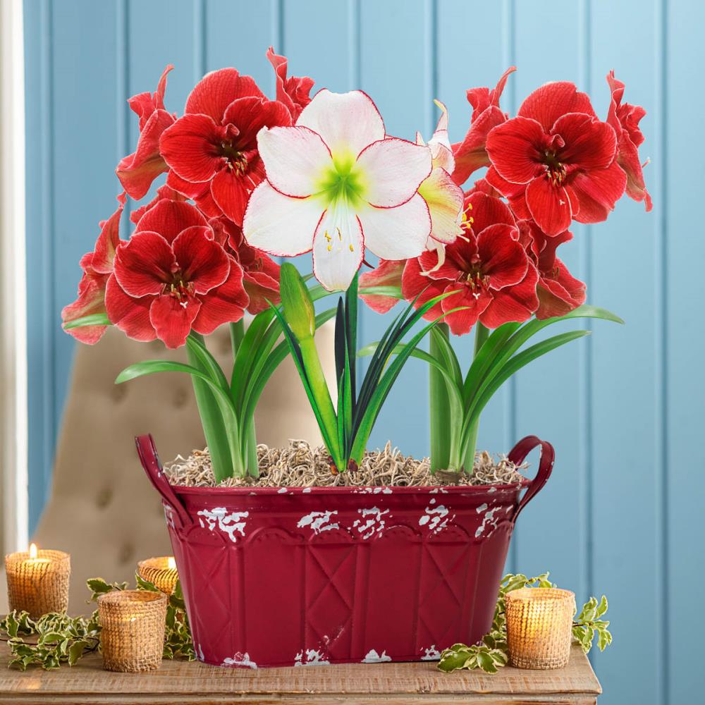 Breck's 12-in 3-Pack Multicolor Picotee and Magical Touch Amaryllis ...