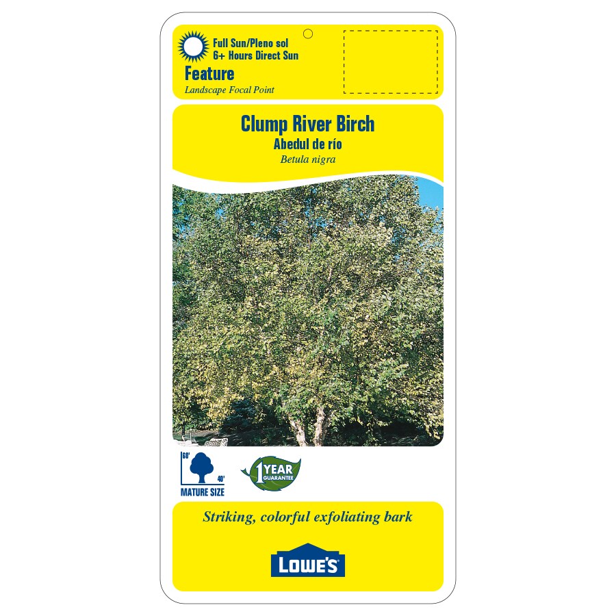 Lowe's NURSERY trees - View #2