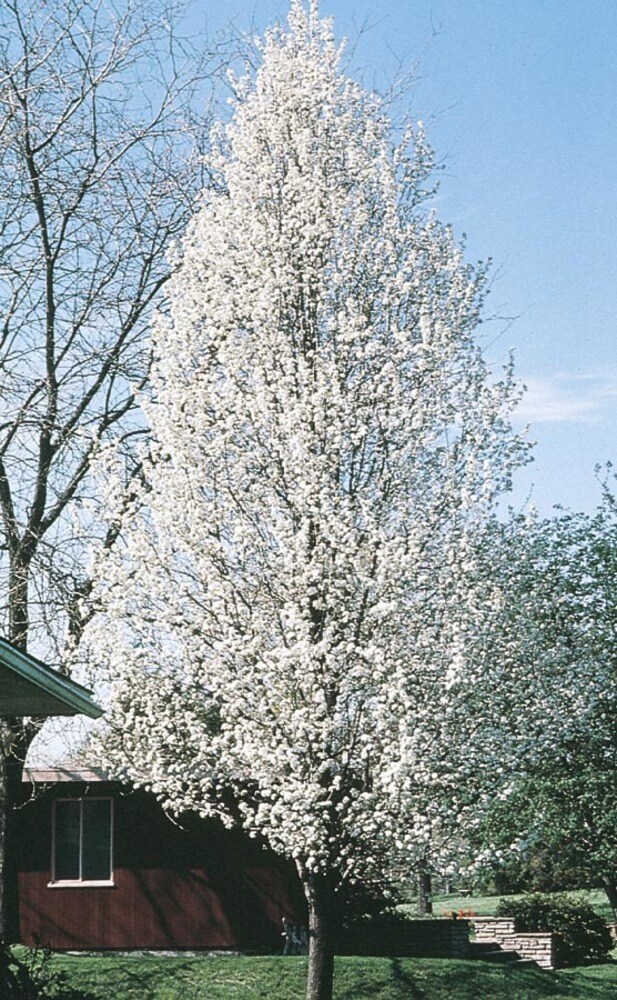 Lowe's 8.99-Gallons White Flowering Cleveland Select Flowering Pear In ...