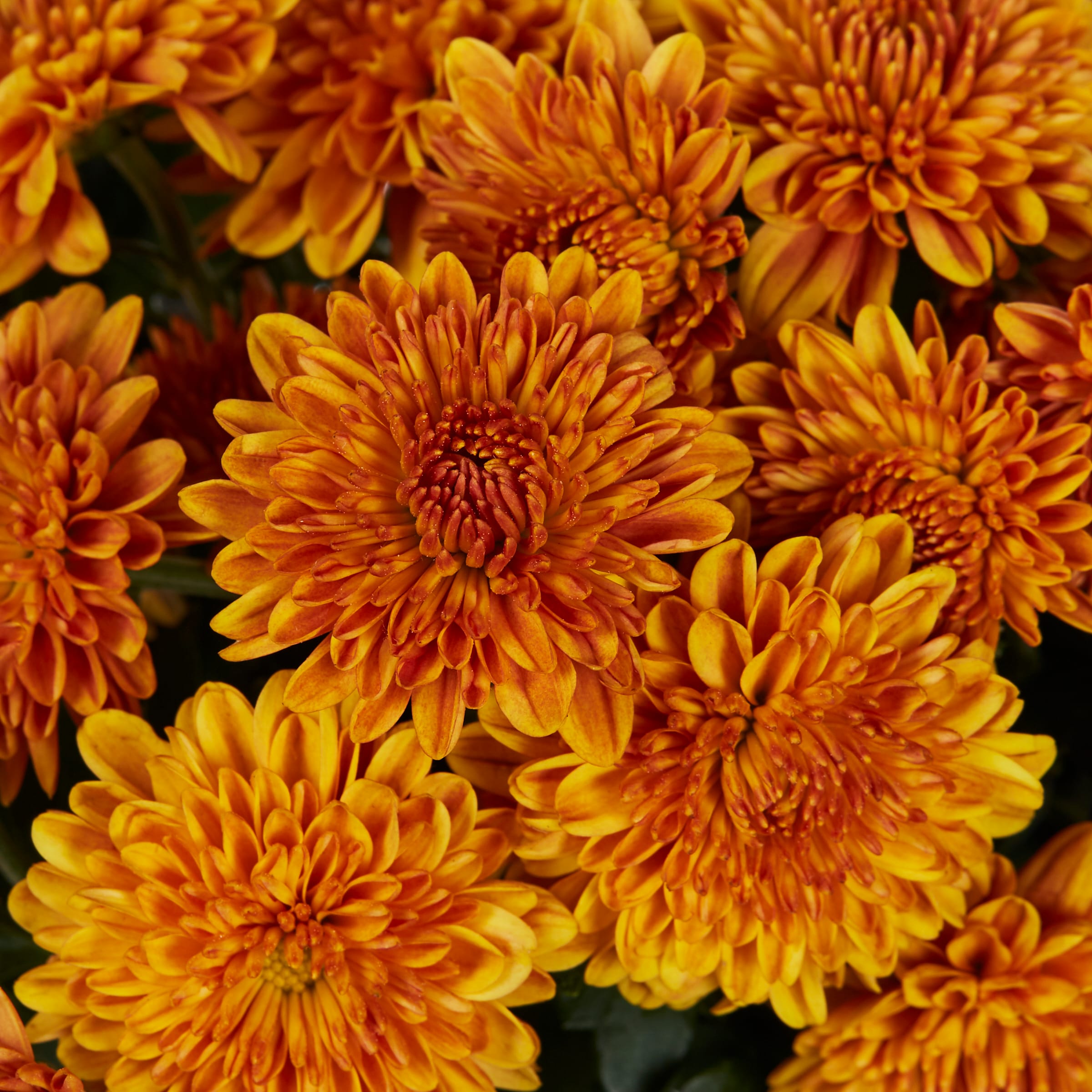 Lowe's NURSERY annuals - View #2