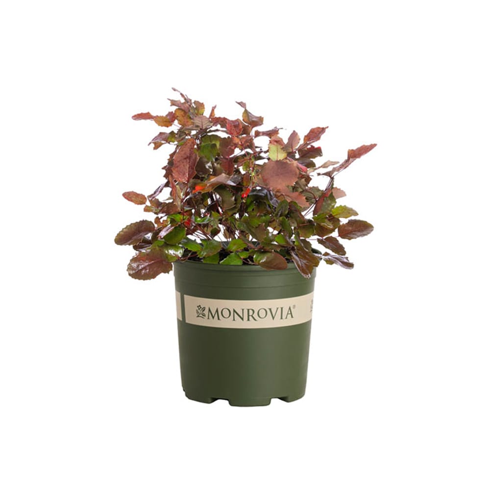 Monrovia Oregon Grape Shrub