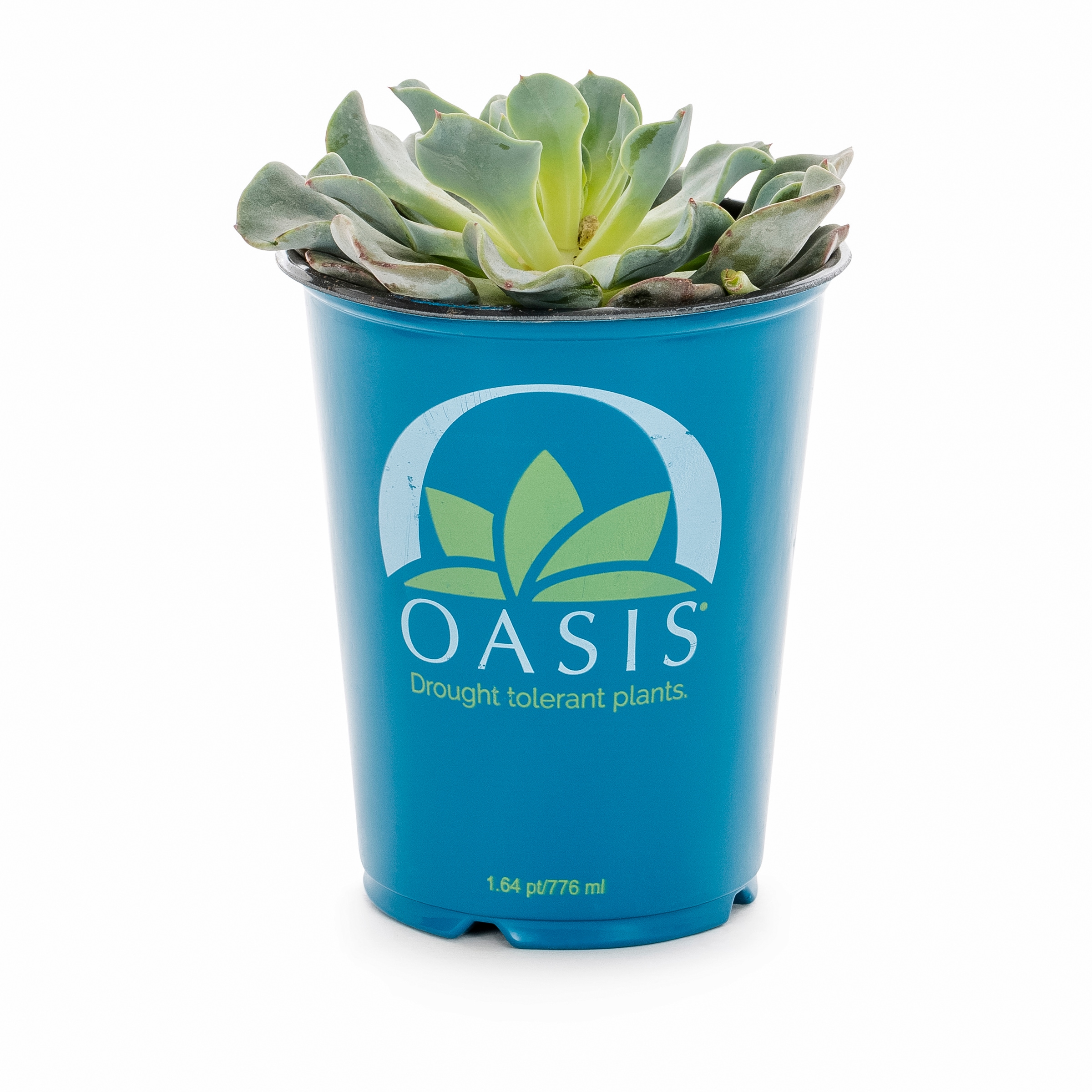 Lowe's 937381 Cacti-Succulents - View #5