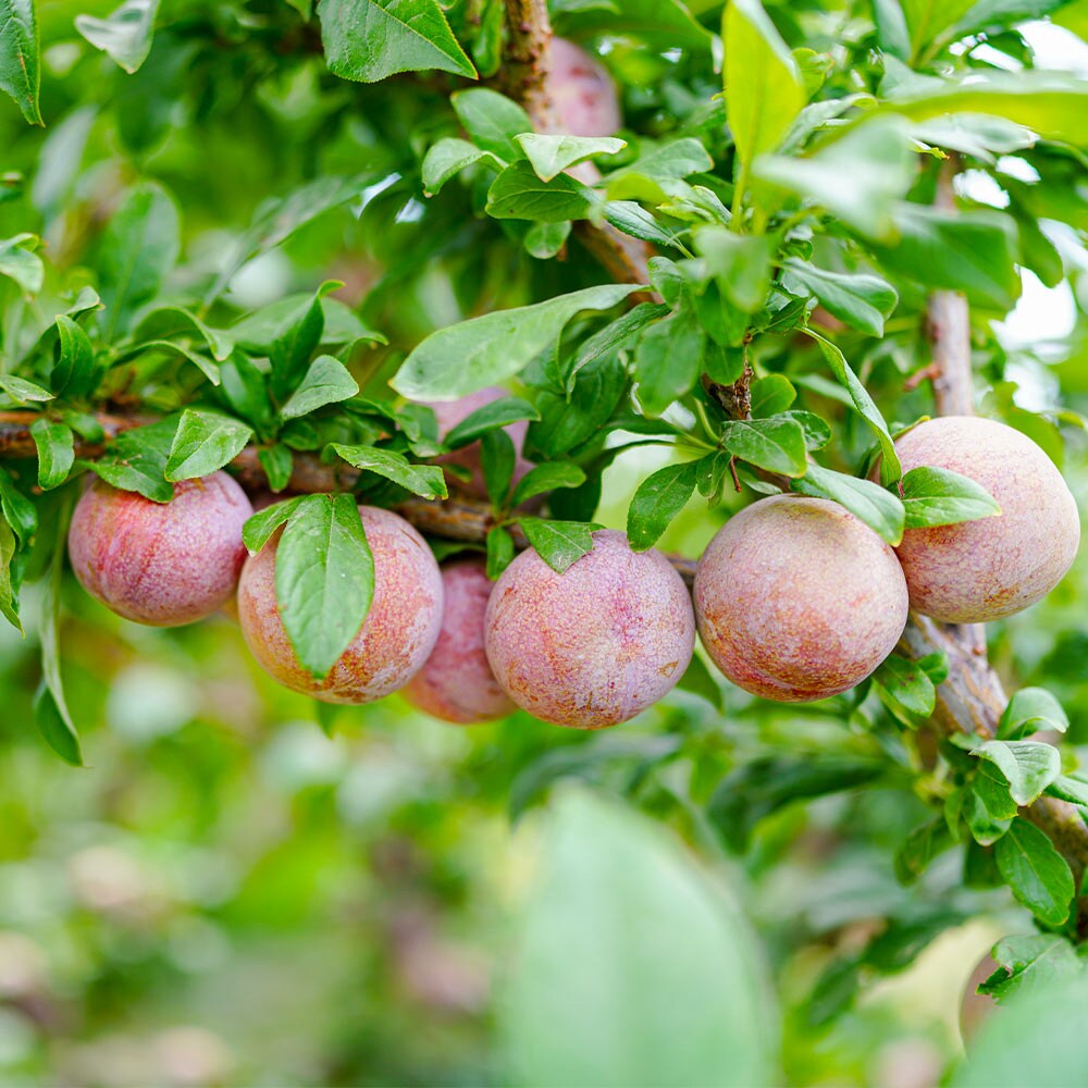 Brighter Blooms 13756 Fruit-Plants - View #2