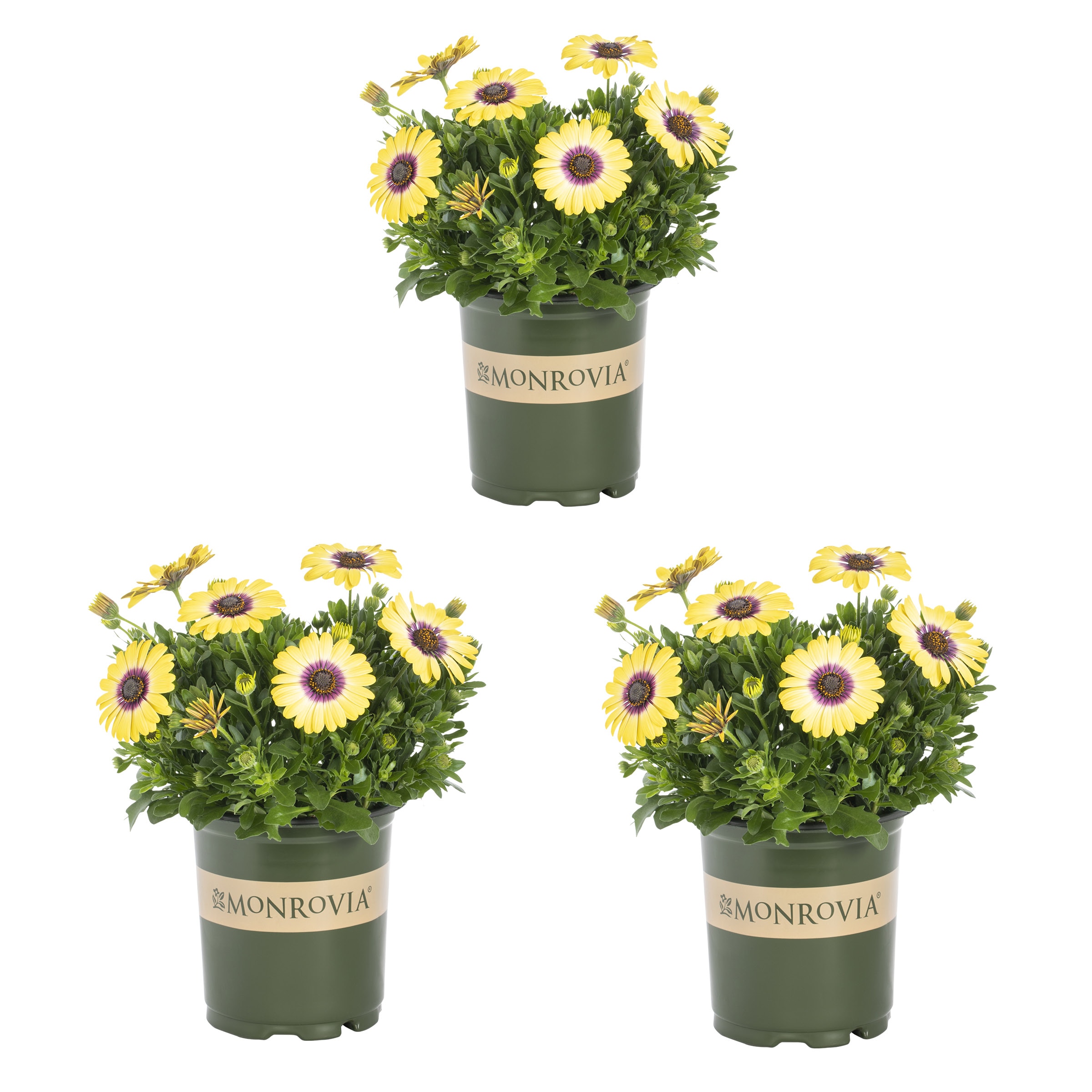 Monrovia 4701 Multicolor African Daisy in 2 Quart(s) Pot 3 -Pack