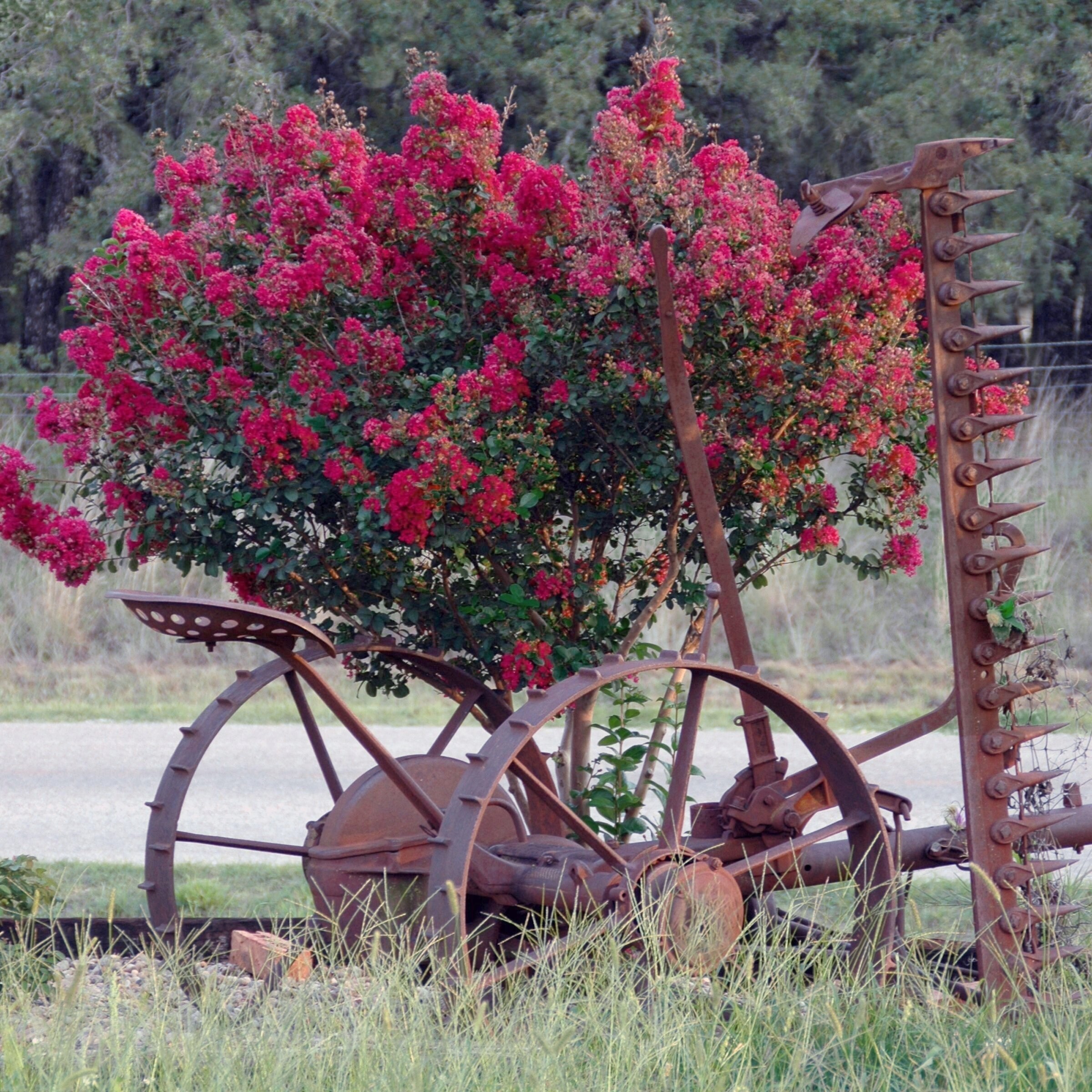 National Plant Network LW2729 trees - View #7