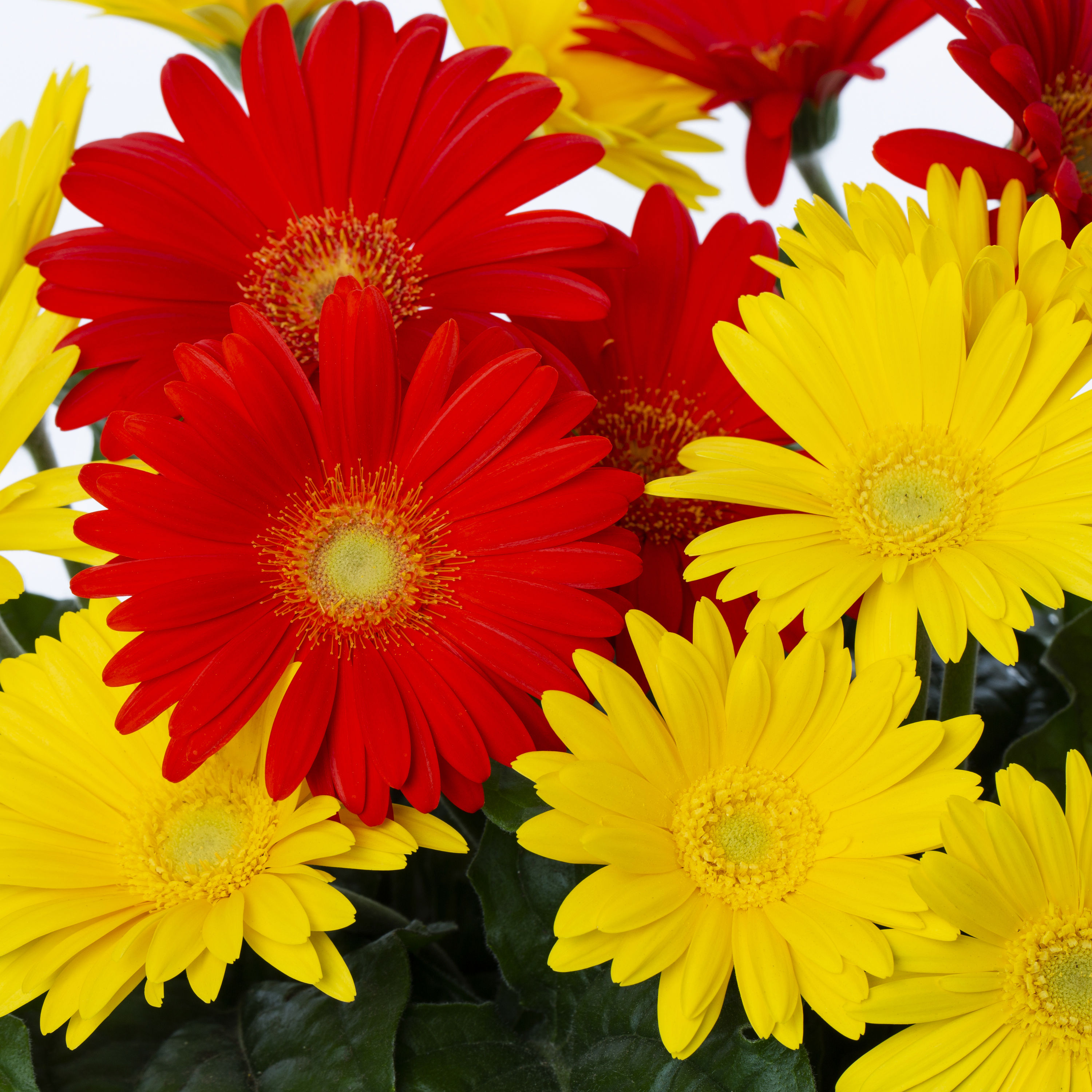 Lowe's NURSERY annuals - View #2
