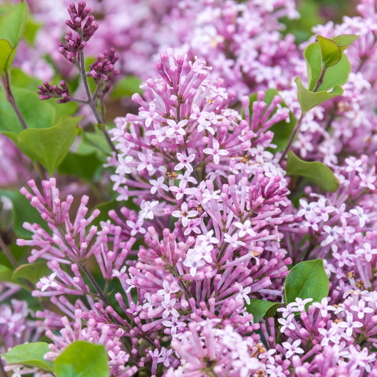 Direct Gardening 96216 shrubs - View #2