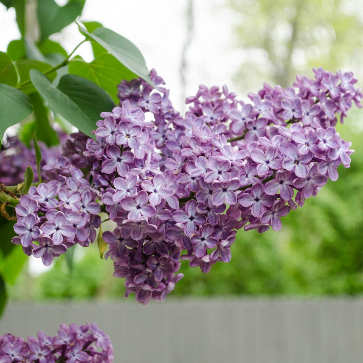Royal Purple Lilac Flowering Shrub - Highly fragrant, large colorful  blossoms, grows to fit available space. (2 years old, 2-3 foot shrub.)