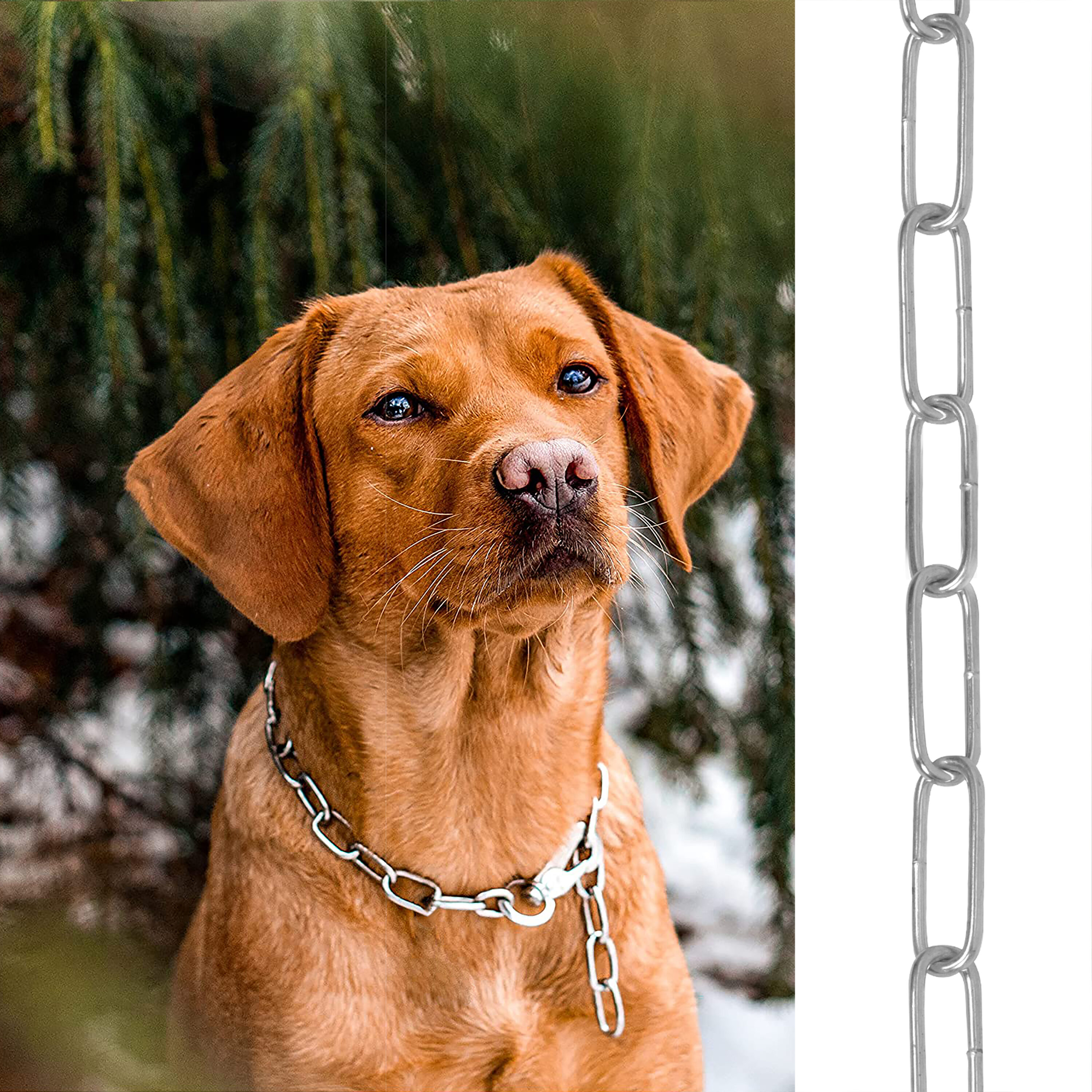 Lowes dog chain new arrivals