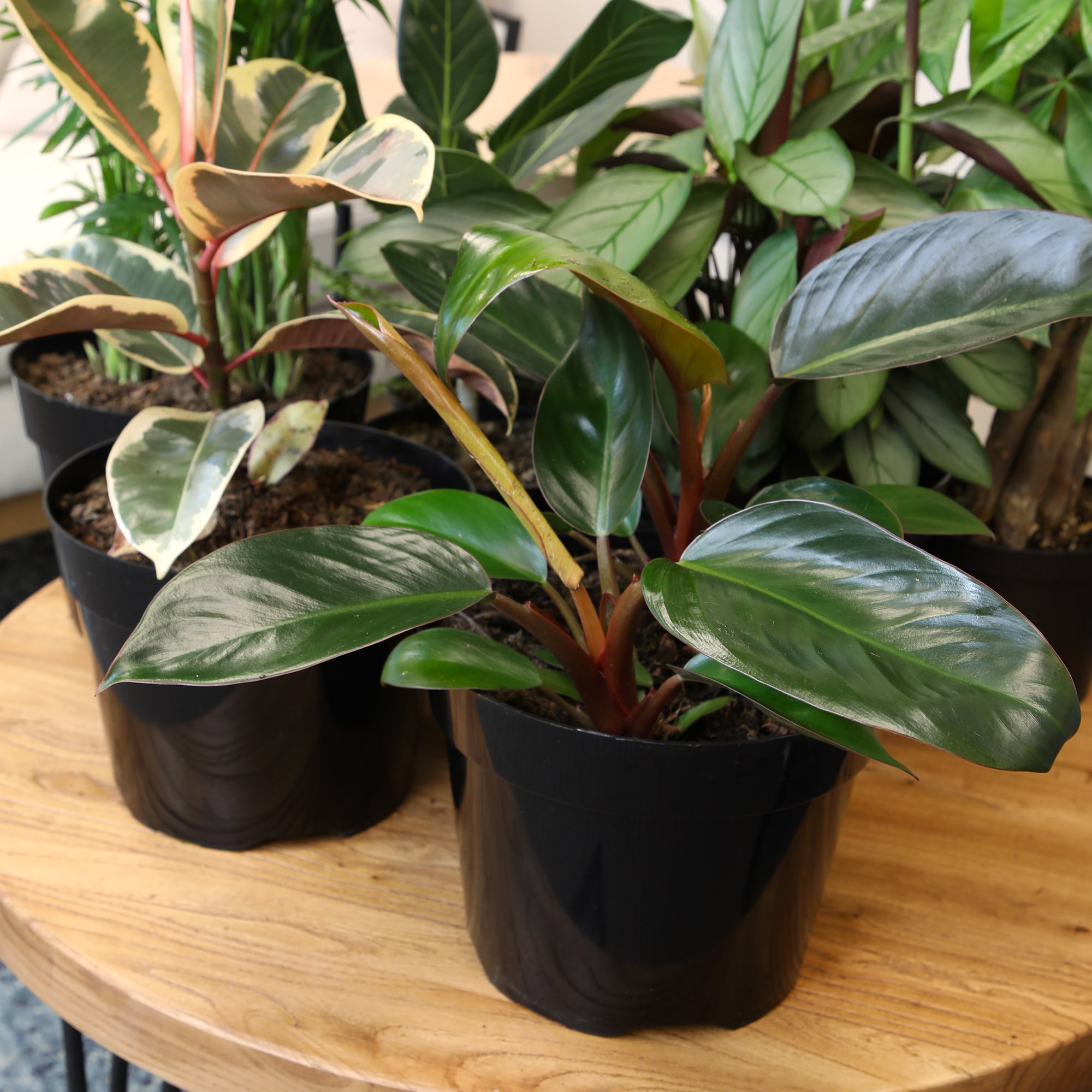 Lowe's 5472175 hseplants - View #5