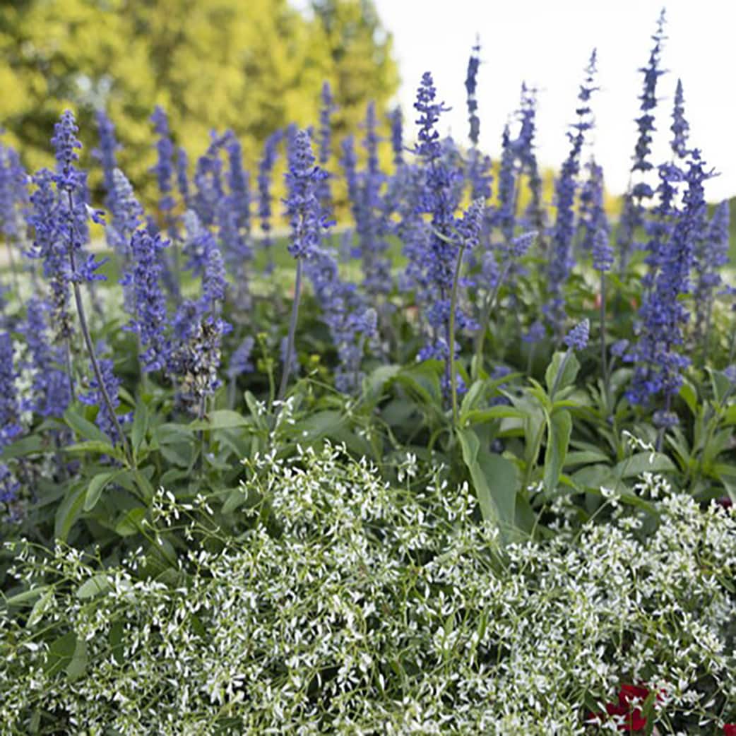 Proven Winners SALPRW0067504 annuals - View #4