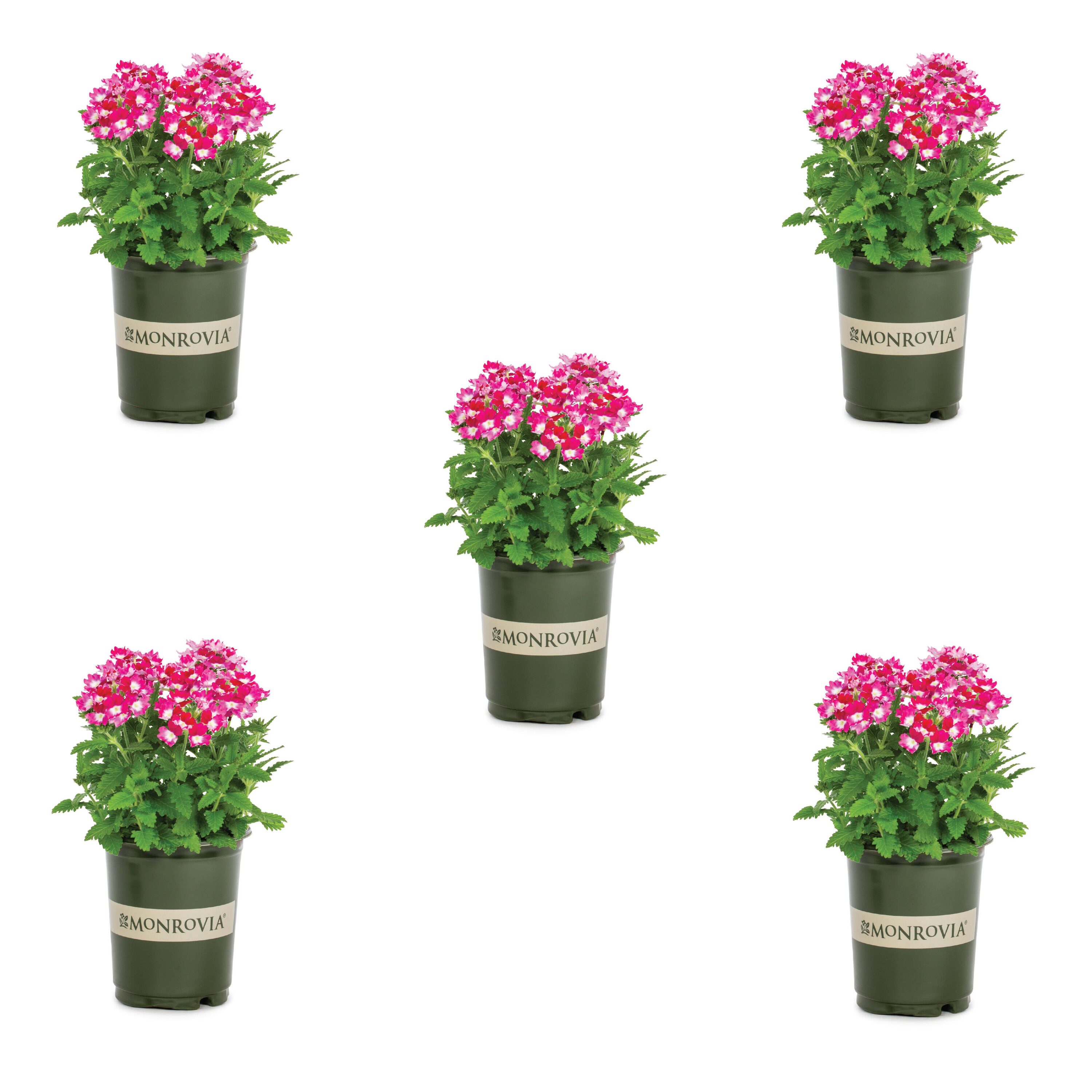 Metrolina Greenhouses Verbena Annuals at Lowes.com