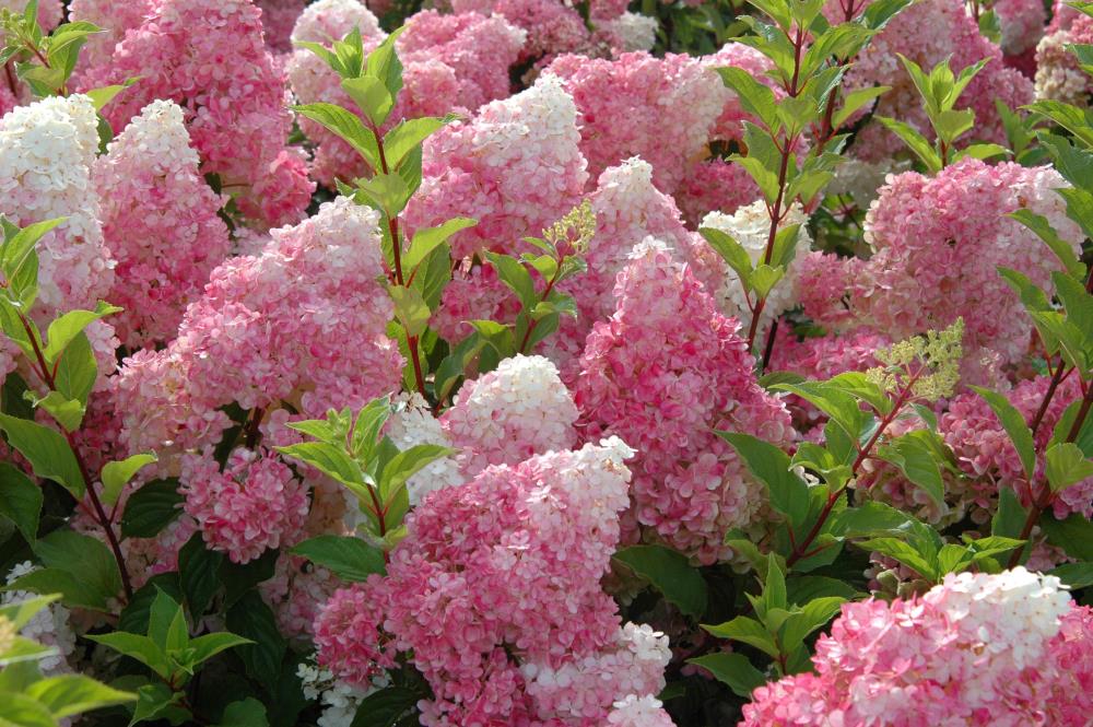 Lowe's NURSERY shrubs - View #2