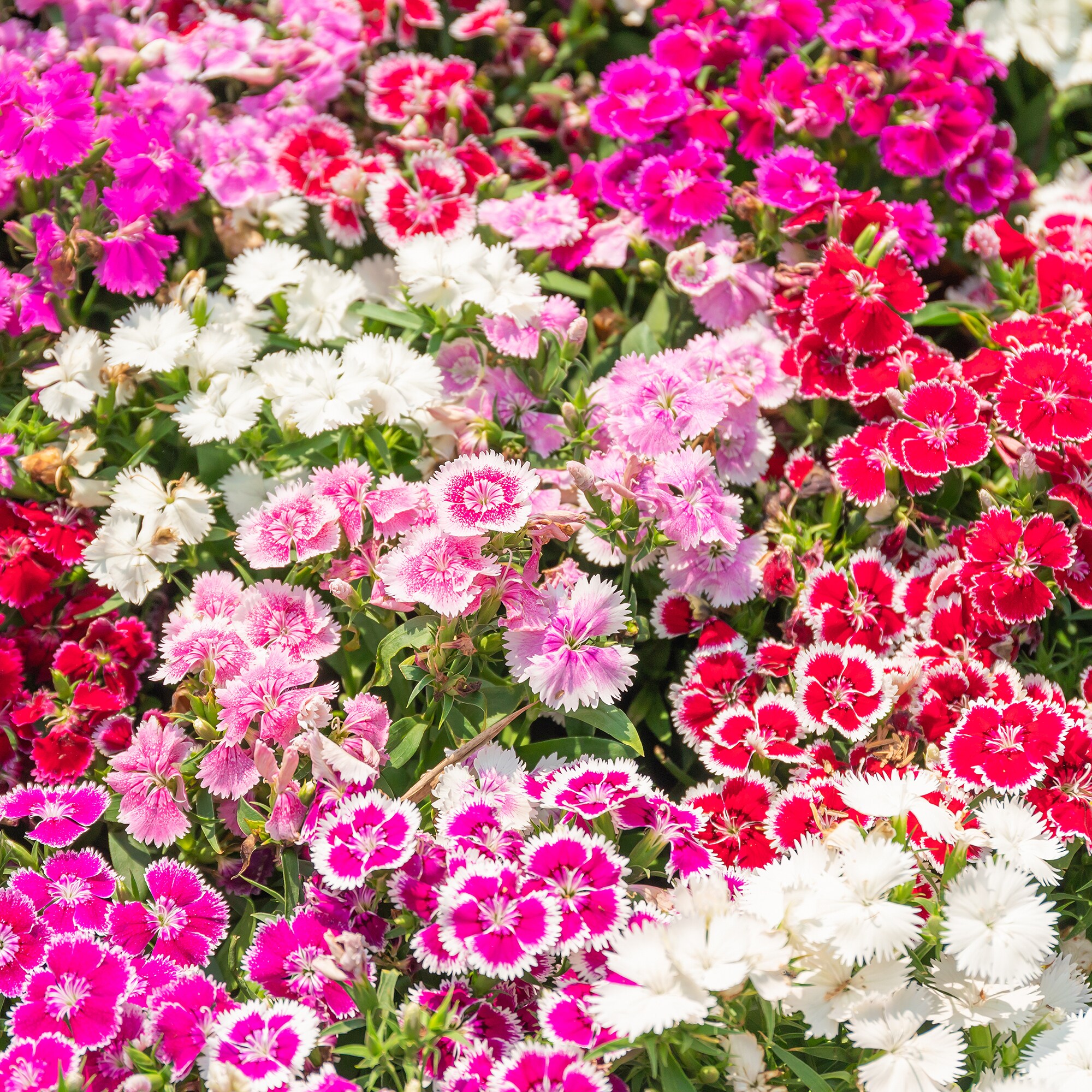 Altman Plants 0881240 annuals - View #2