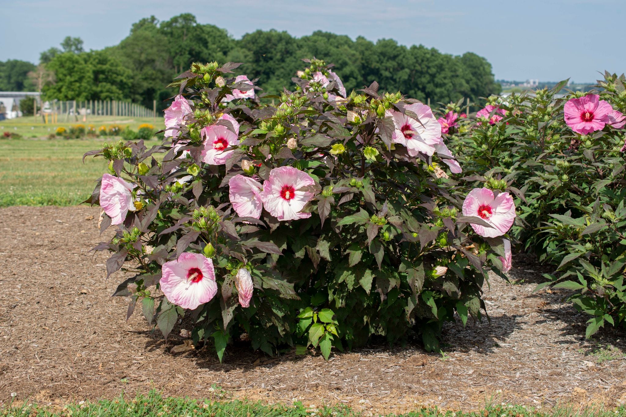 National Plant Network LW1326 shrubs - View #4