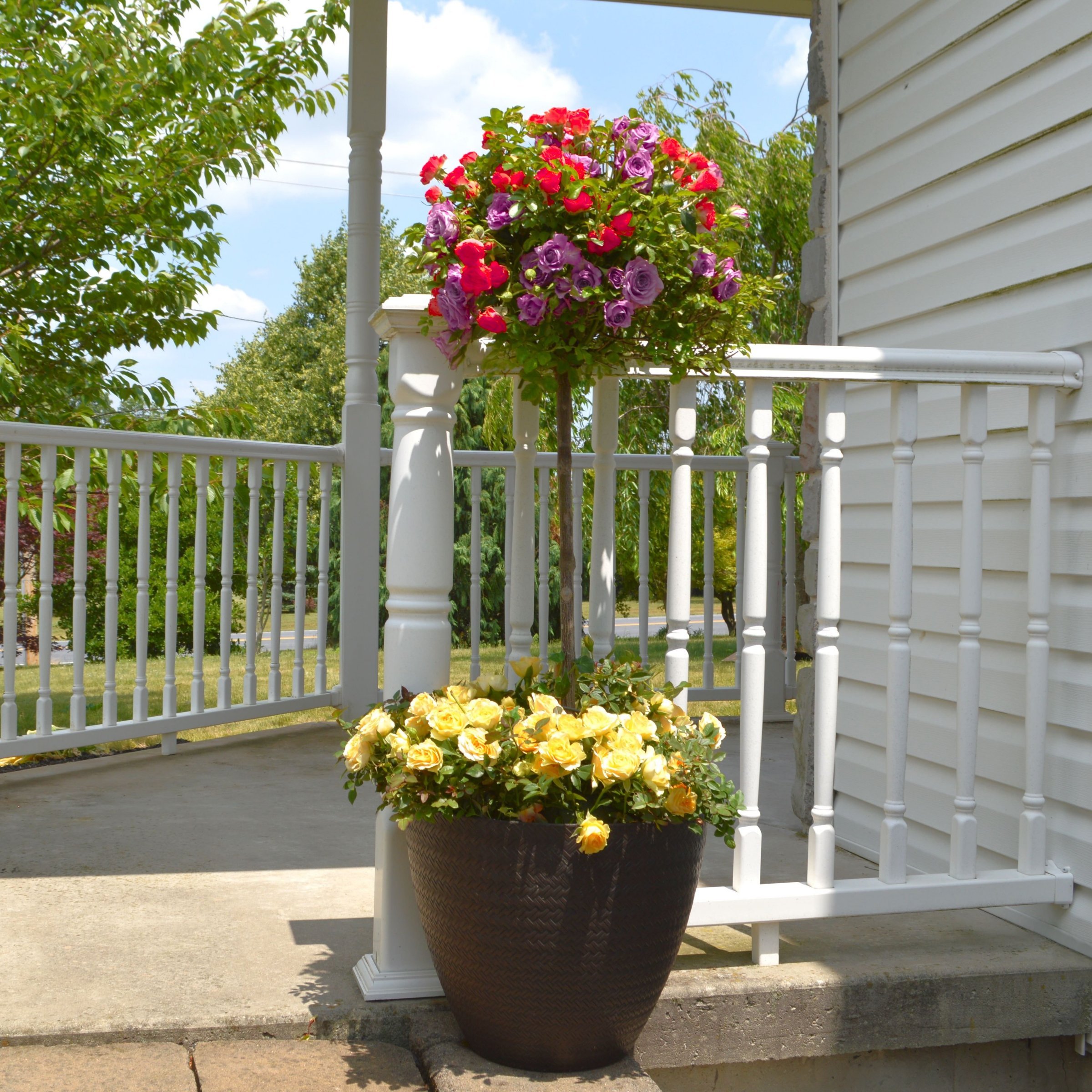 National Plant Network LW2579 roses - View #9