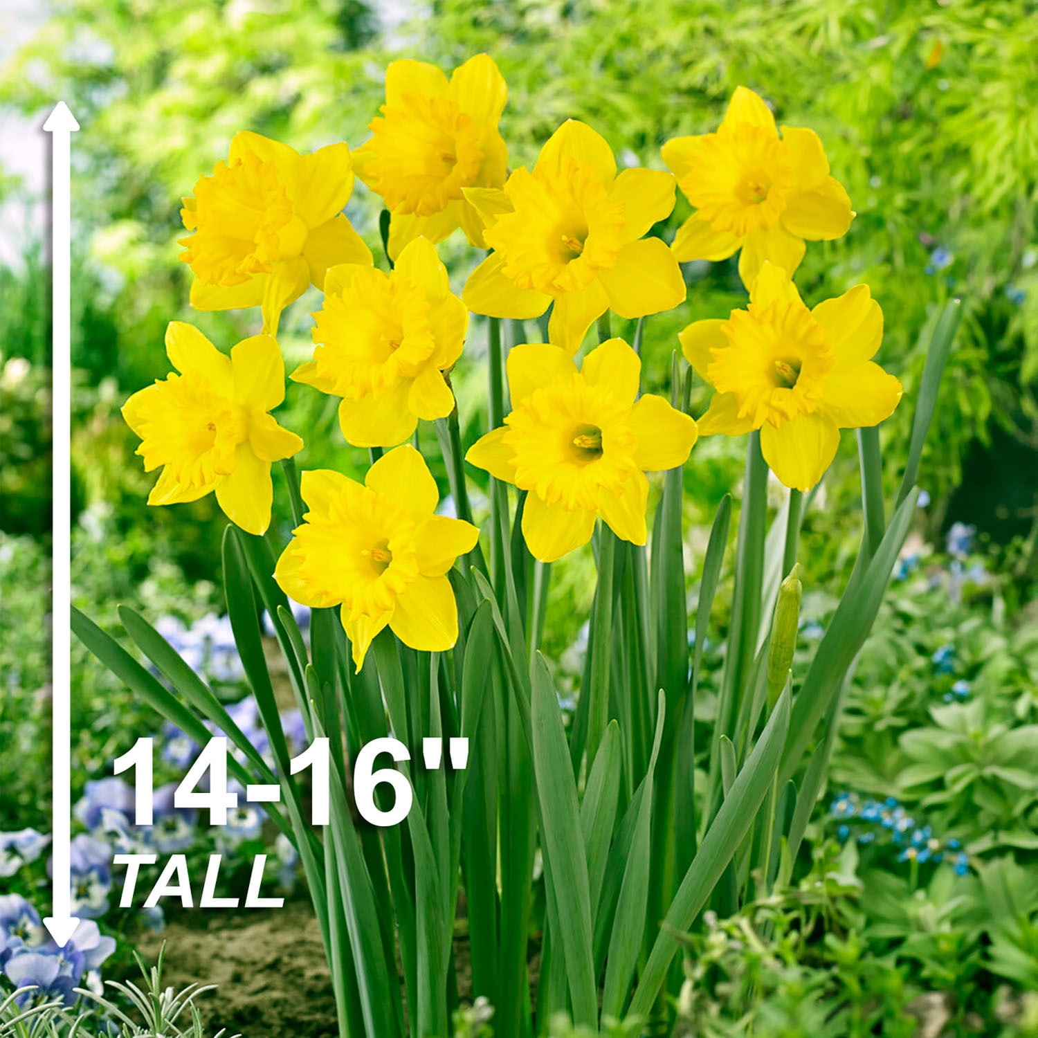 Garden State Bulb ECF-96-100-04 Plant-Bulbs - View #3