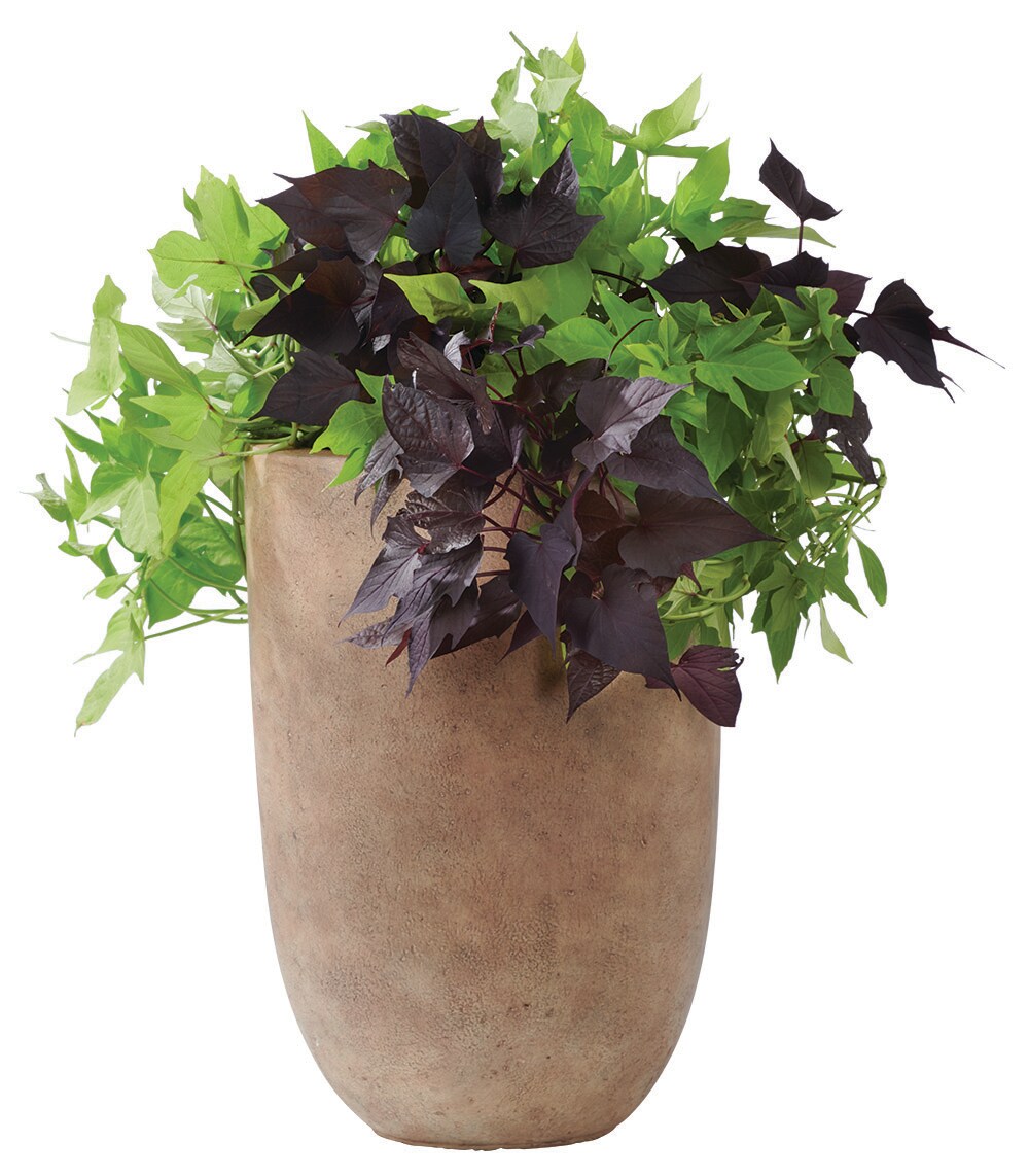 Extra Large Planter with Silk Plants - 2 available - Got Legs Furniture &  Décor