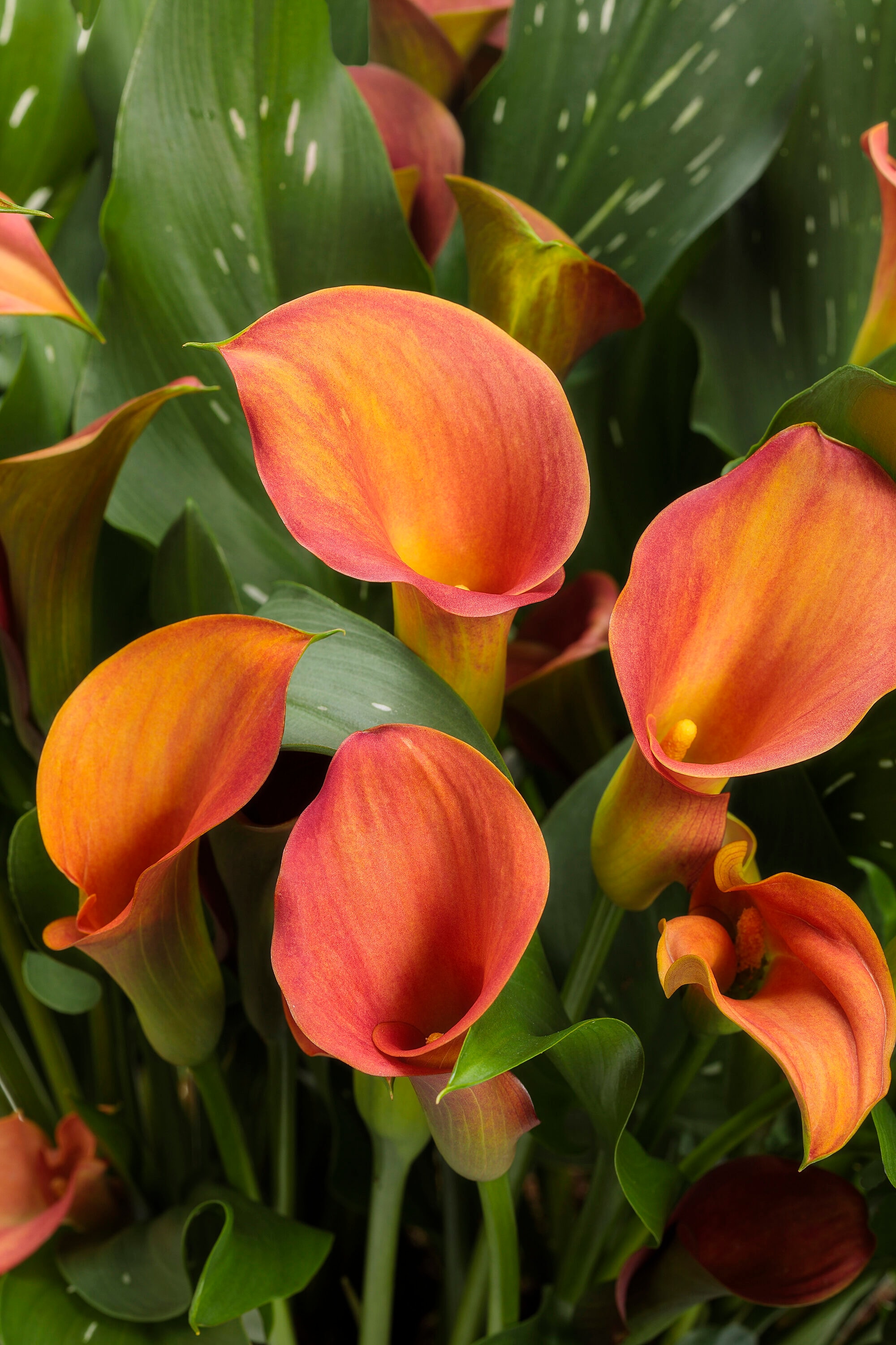 calla-lily-annuals-at-lowes