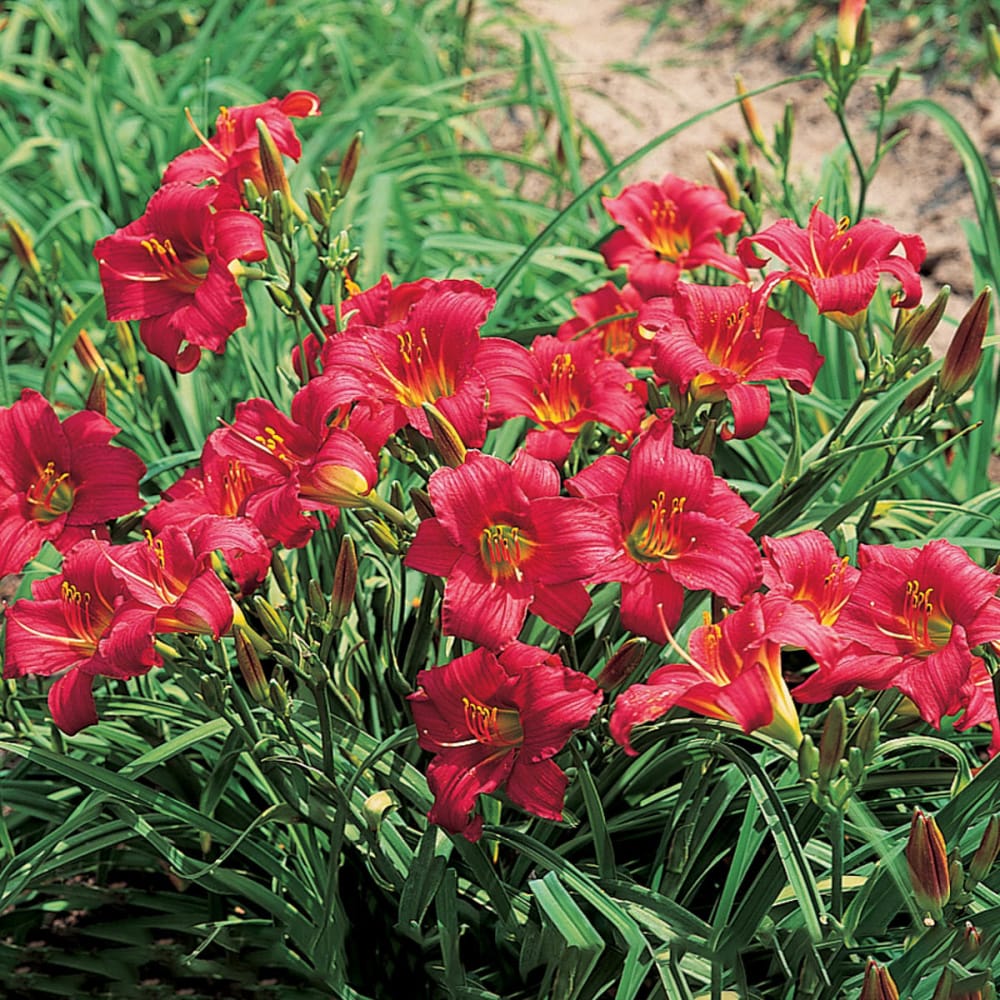 Spring Hill Nurseries 88483 perennials - View #4