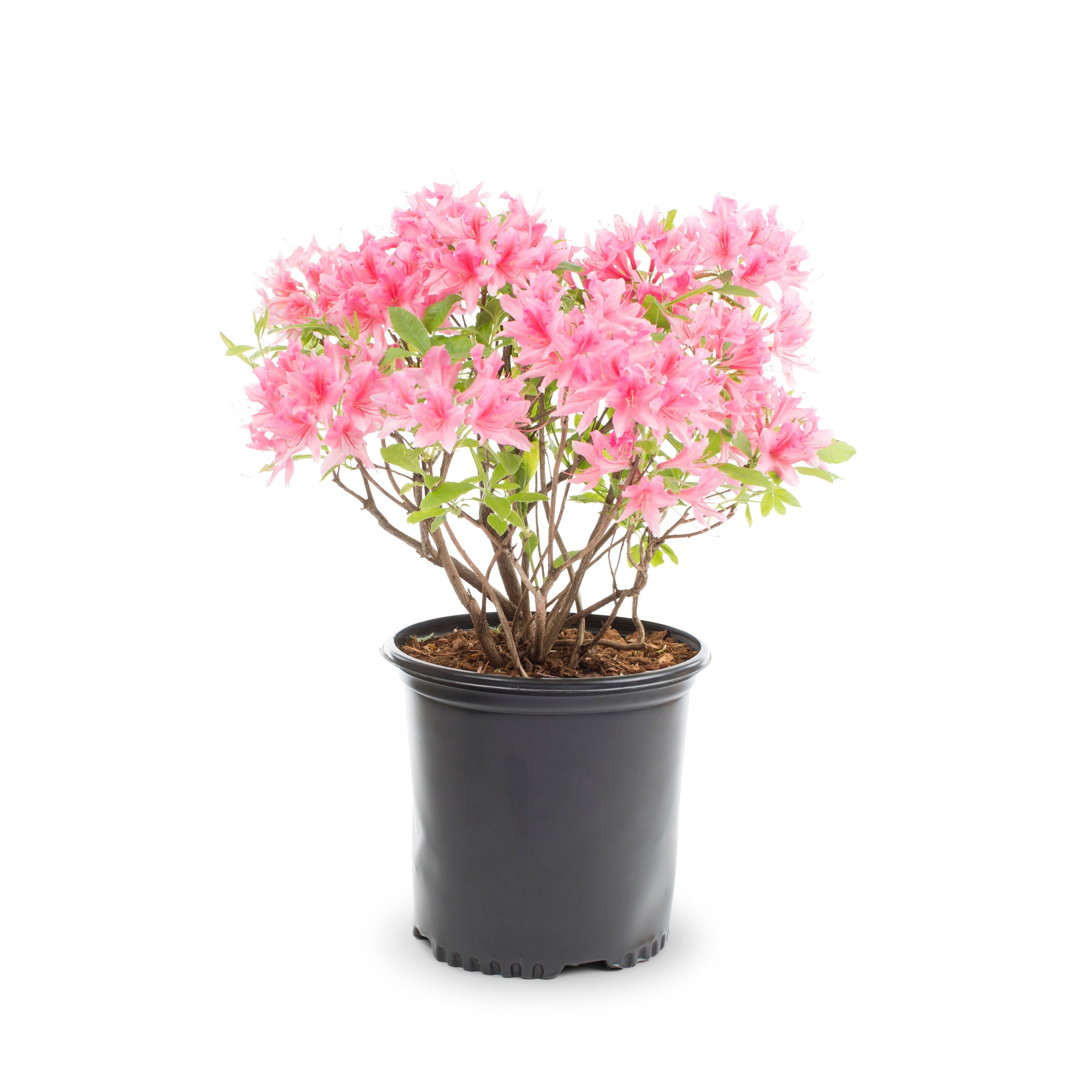 Lowe's 303200 Azalea Flowering Shrub in 1 -Gallon Pot 1.0 -Pack with Lavender Blooms