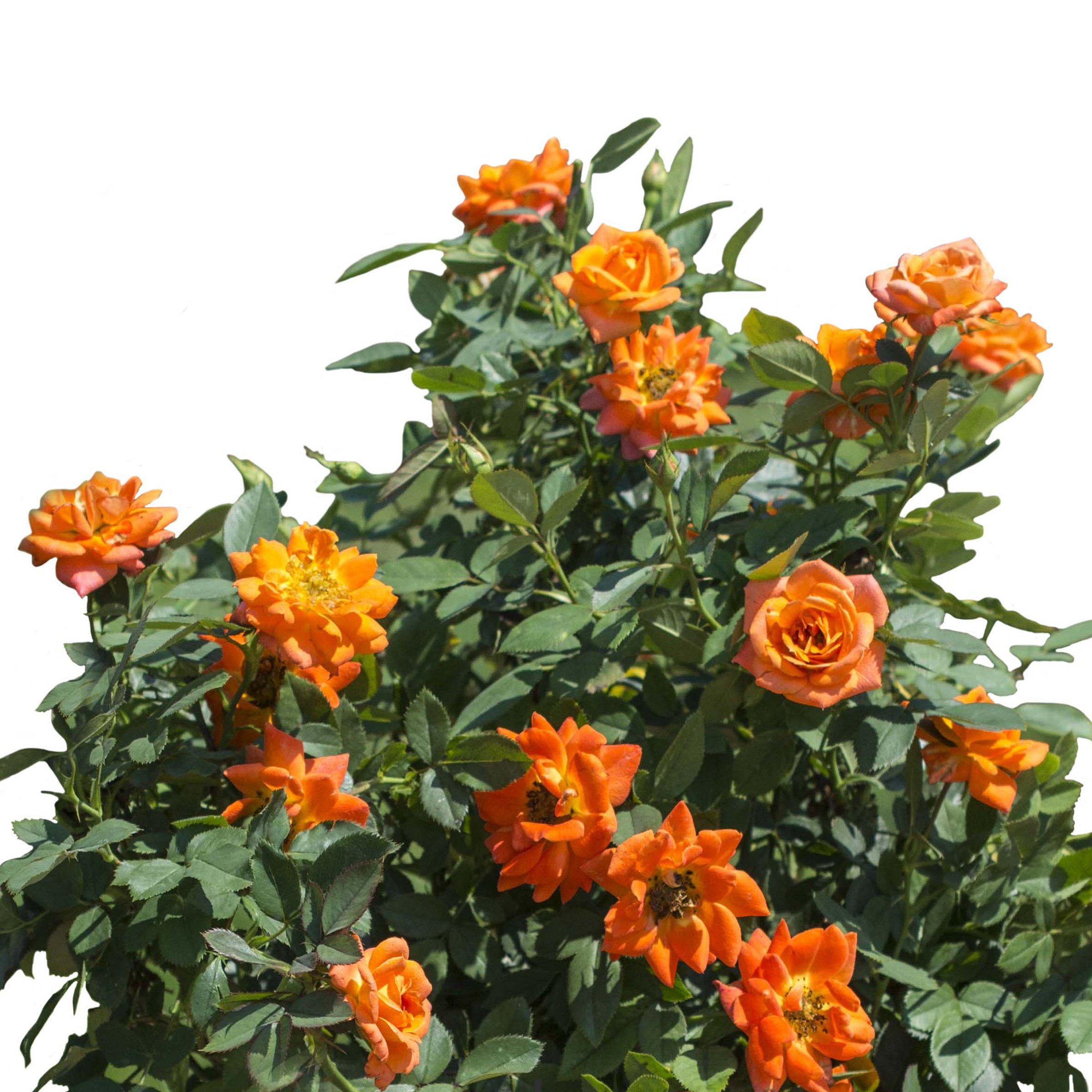National Plant Network LW2595 roses - View #8