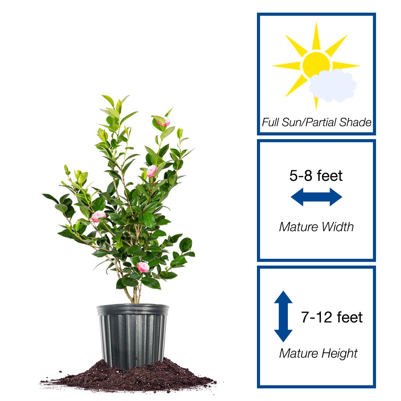 Perfect Plants LOPNKPRFCTNCAMELIA3G shrubs - View #2