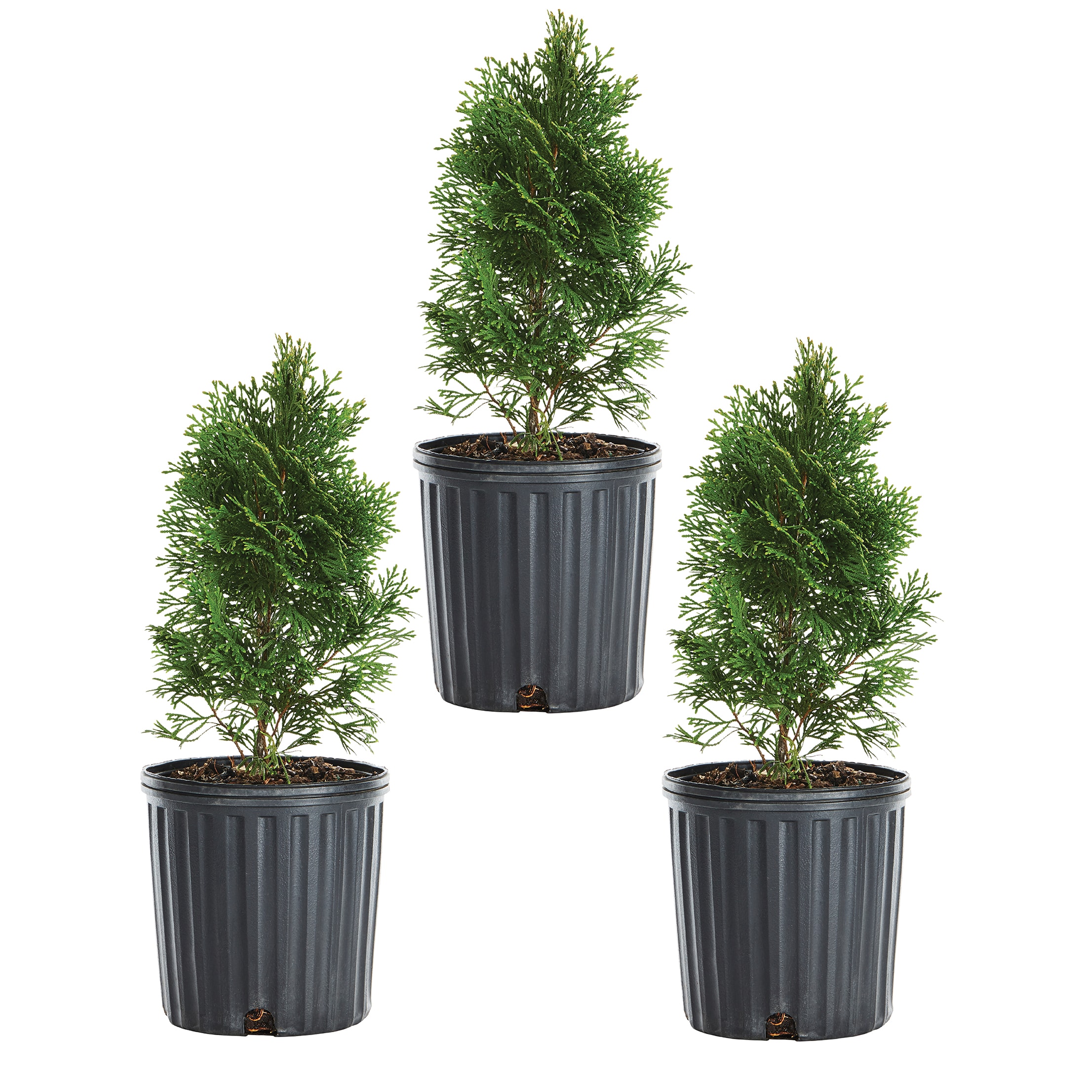 Metrolina Greenhouses 5288 Emerald Green Arborvitae Screening Shrub in 2.5 -Quart Pot 3 -Pack