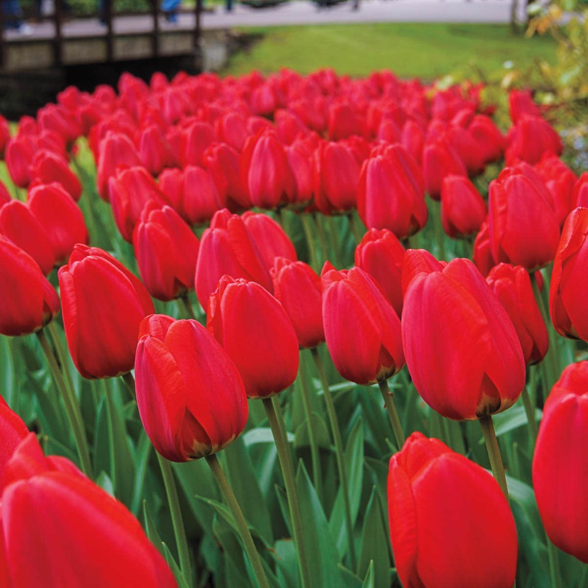 Breck's 91895 Plant-Bulbs - View #3