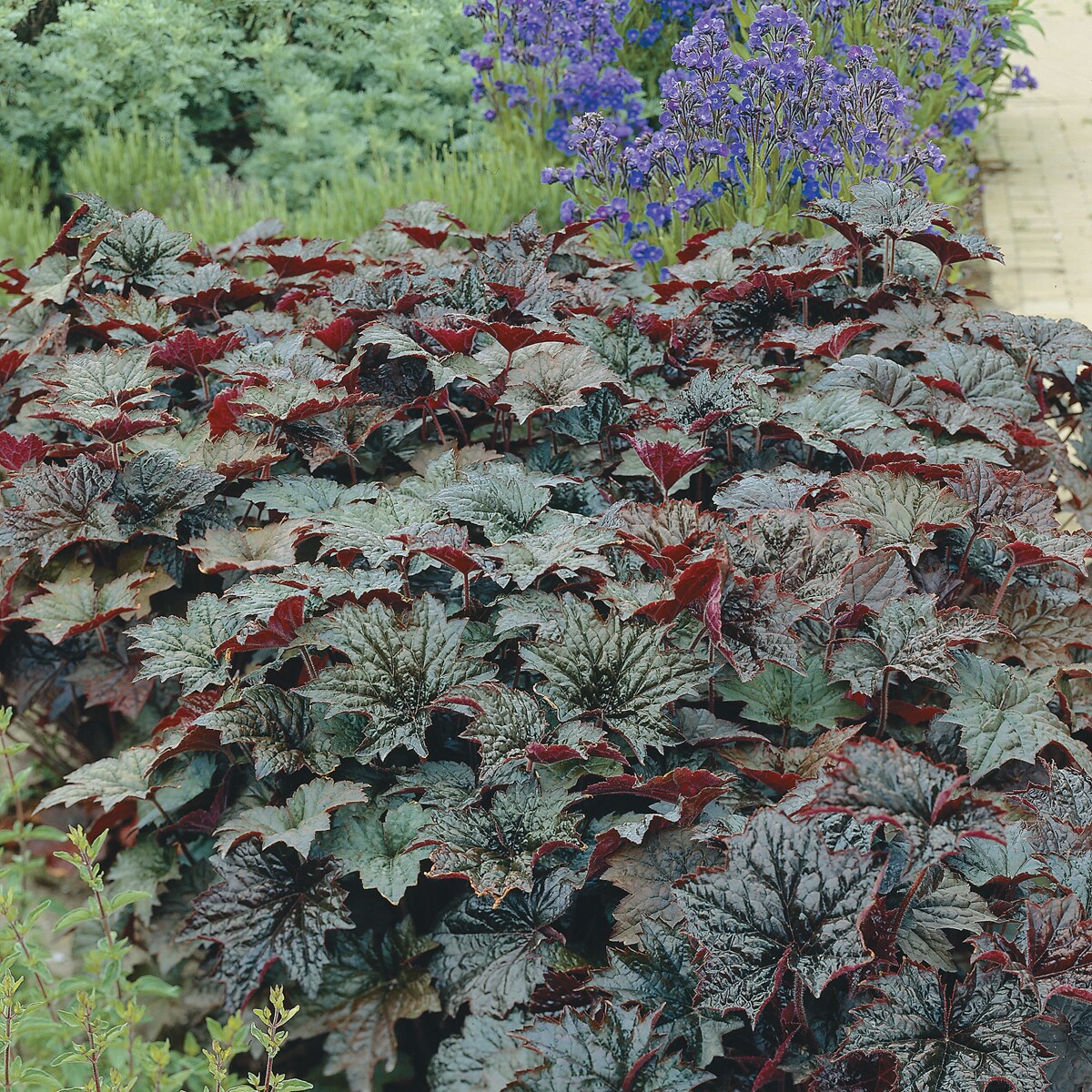 Direct Gardening 96098 perennials - View #3