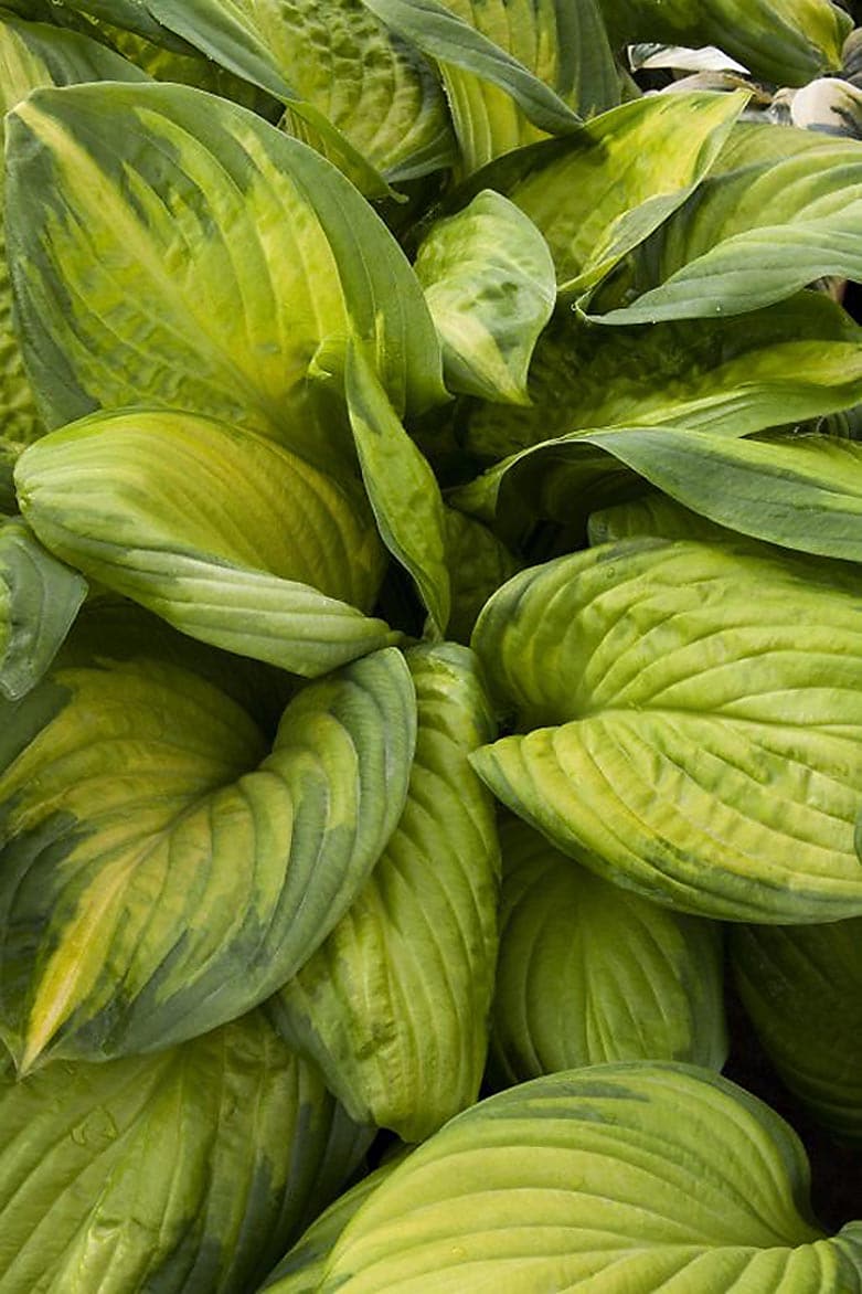 Monrovia Stained Glass Plantain Lily Ppaf In 3 Quart Pot In The Perennials Department At Lowes Com