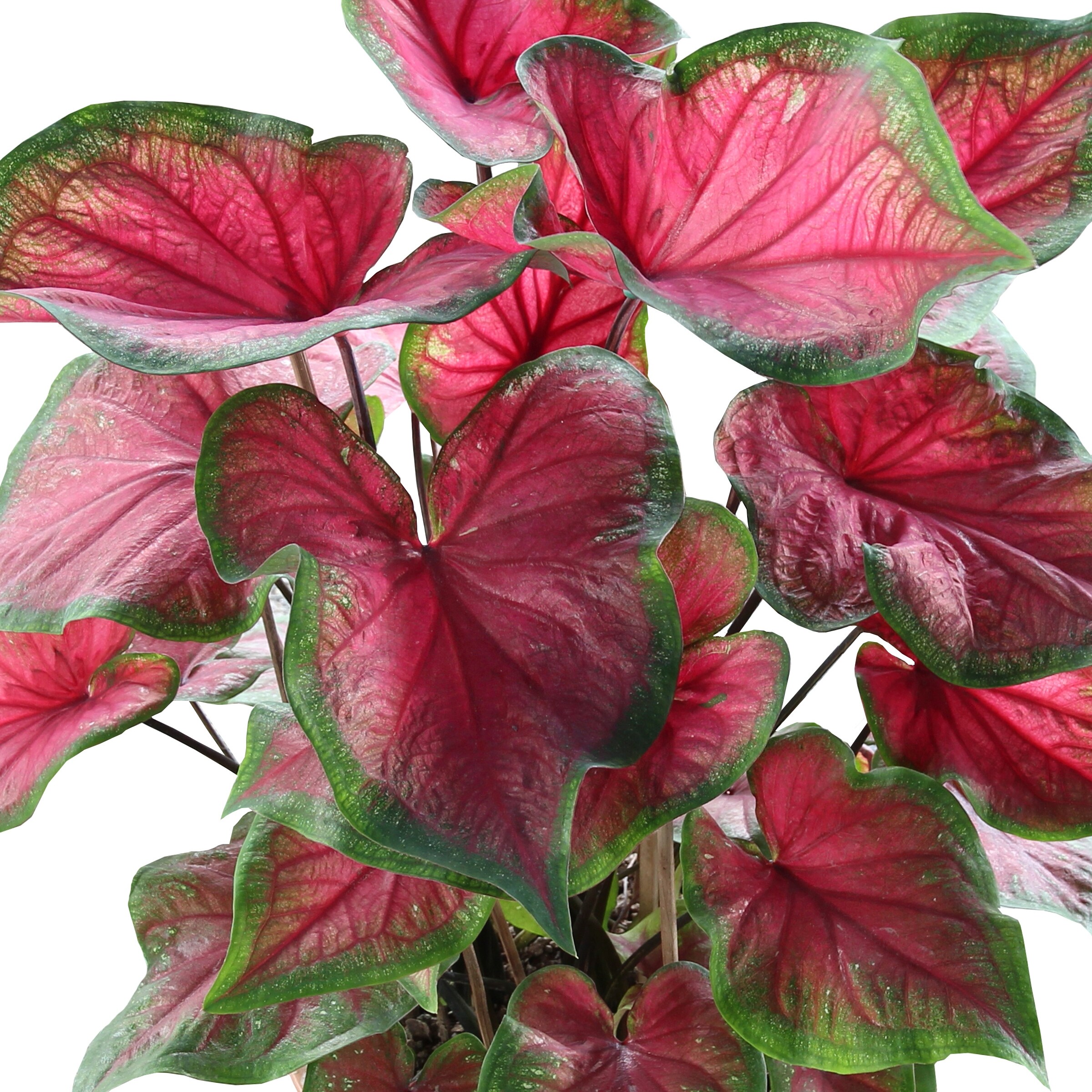 National Plant Network LW1156 perennials - View #3