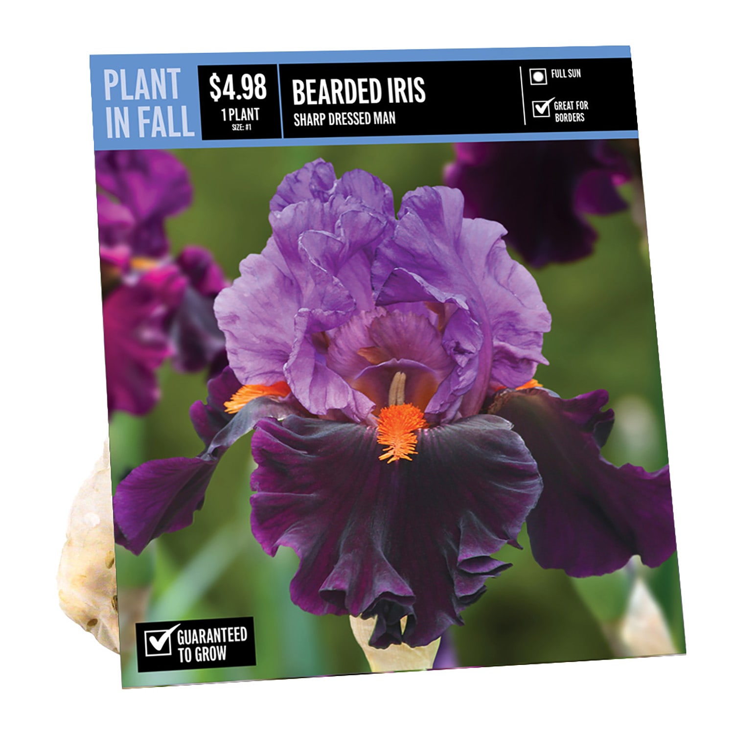  NURSERY BEARD IRIS SHARP DRESSED MAN PBS