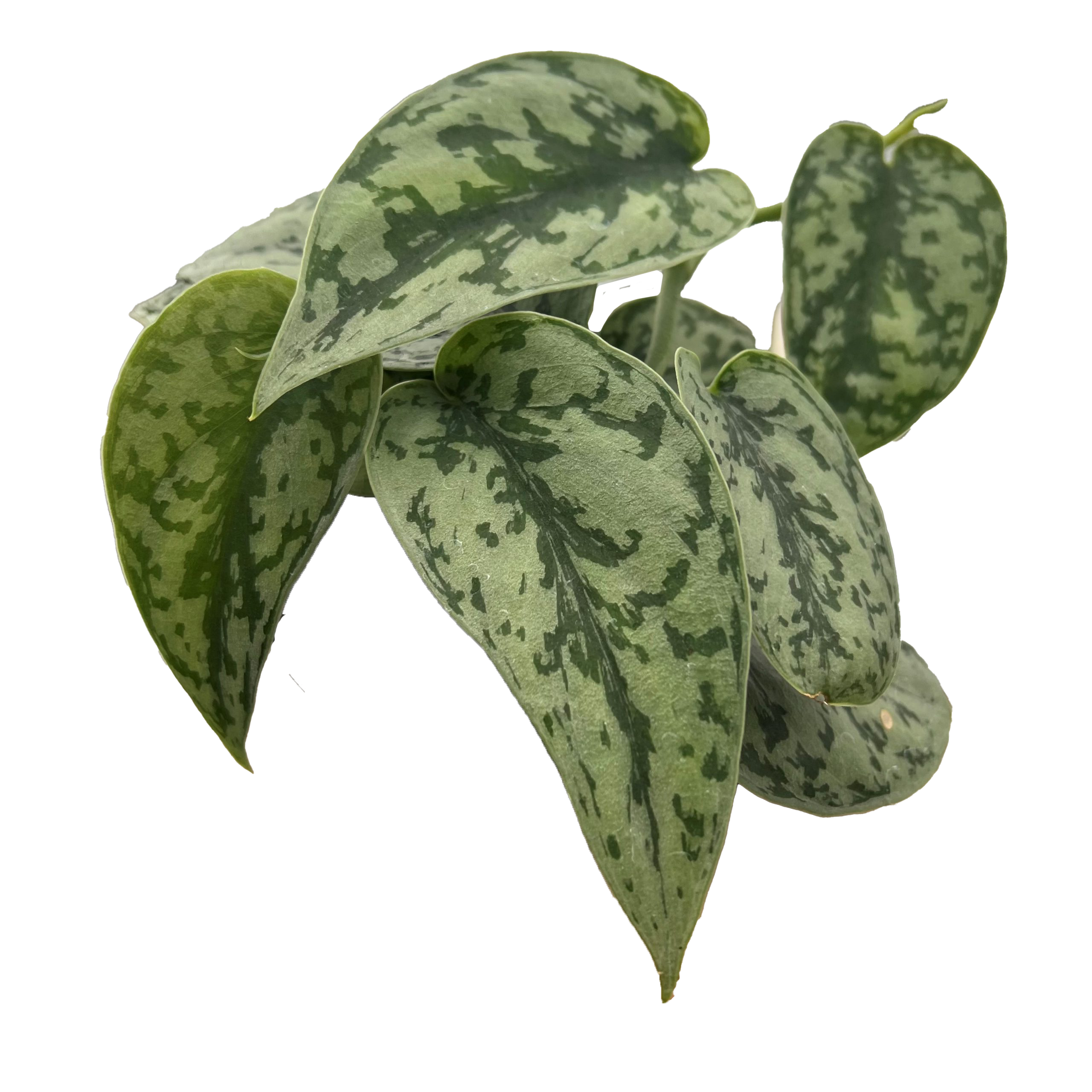 Costa Farms 6022509 Trending Tropicals Philodendron House plant in 1.4 Quart(s) Self-watering pot 1 -Pack