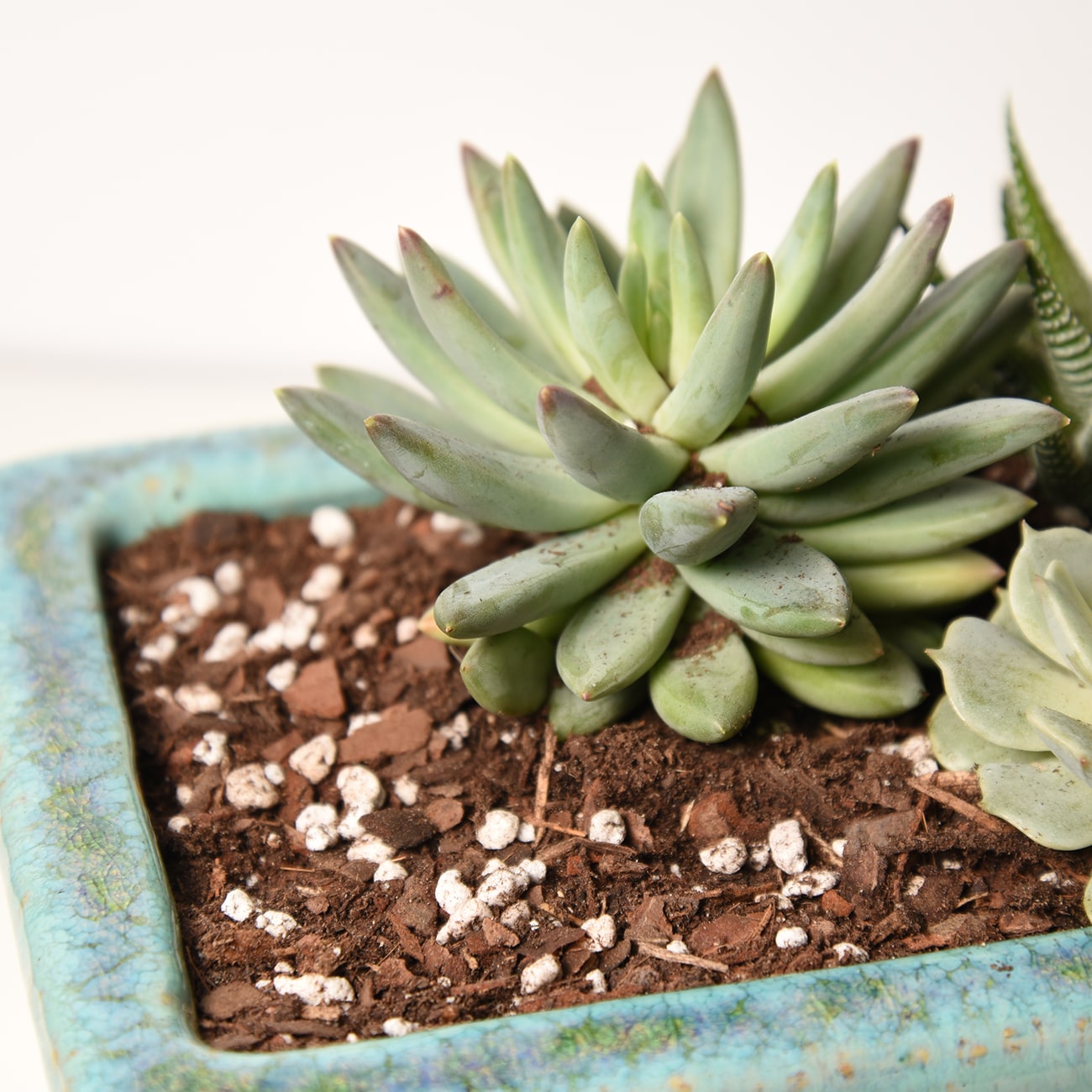 Perfect Plants LOSUCCULENTMIX8QT Garden-Soil-Soil-Amendments - View #3