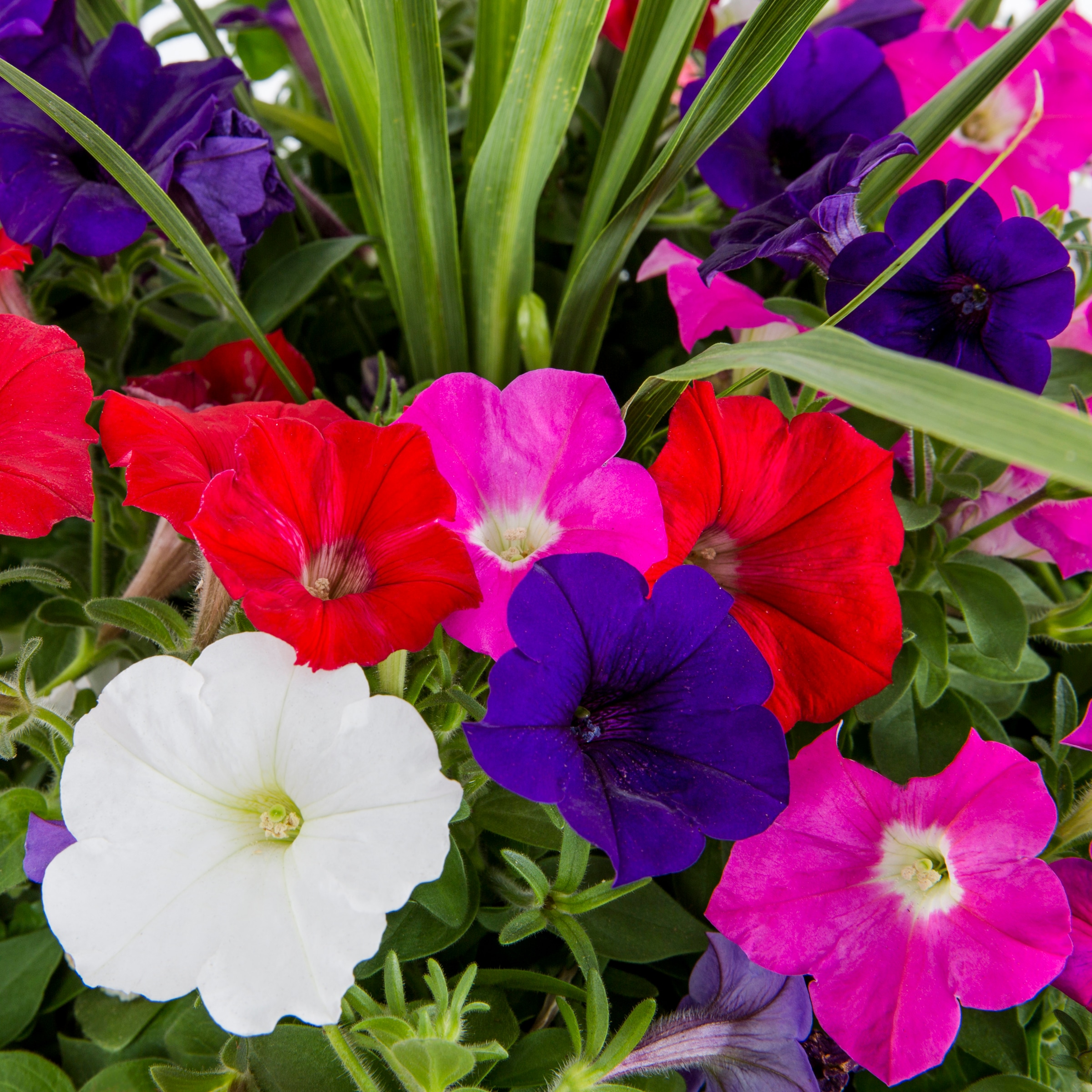 Ready Refill NURSERY annuals - View #2