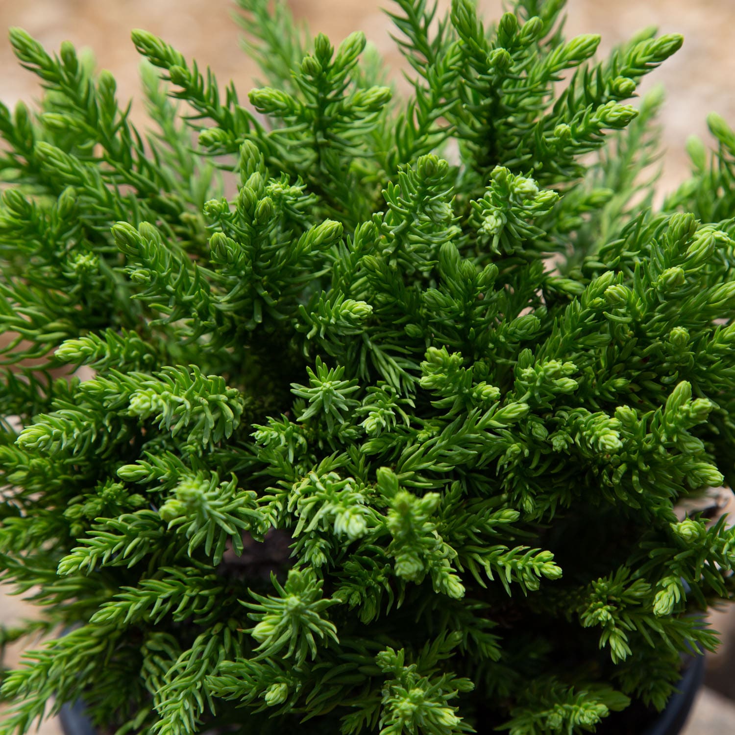 Southern Living Plant Collection 1141Q-1 shrubs - View #4