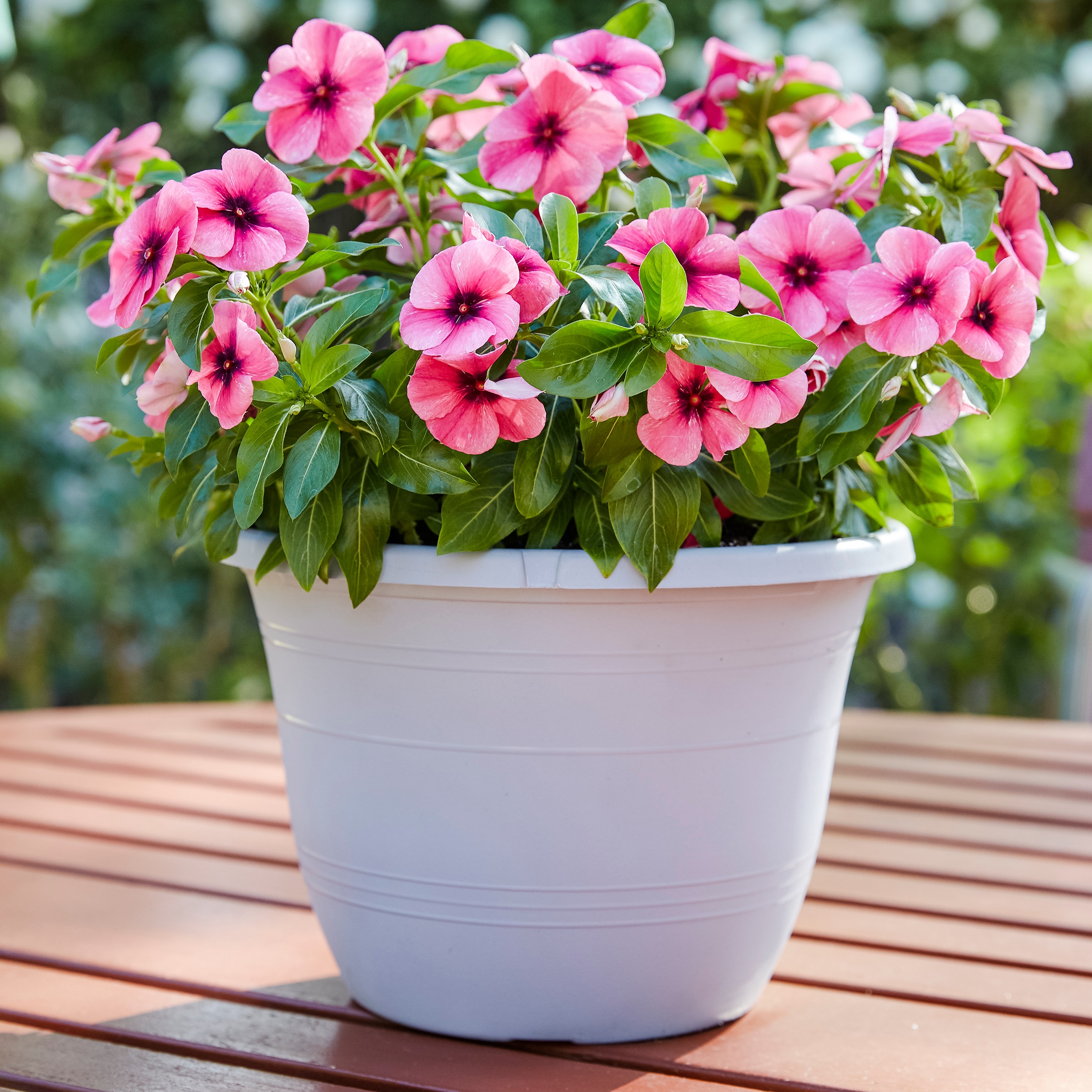 Lowe's NURSERY annuals - View #3