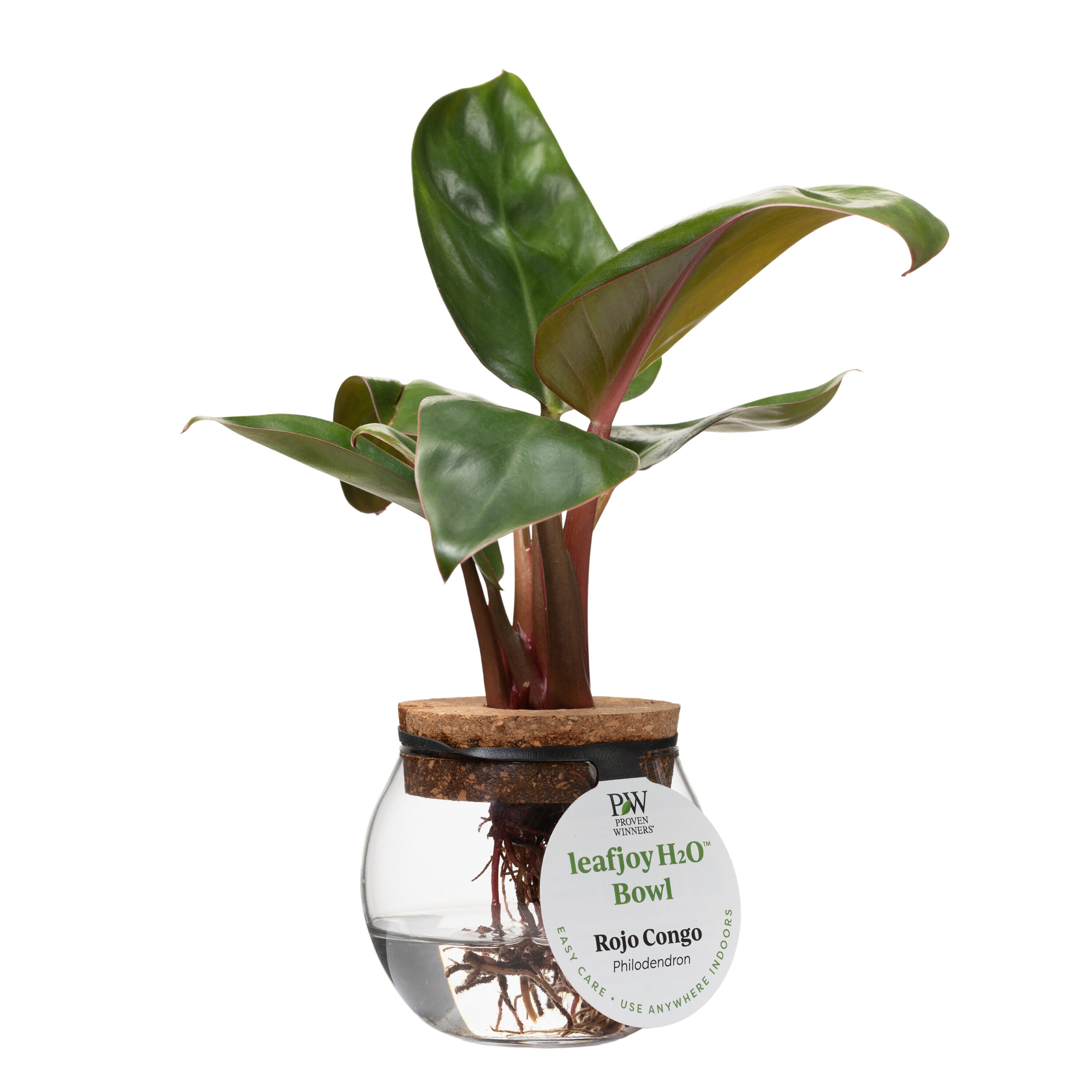Proven Winners PHDPRL0125101 Prismacolor Rojo Congo Philodendron House plant in 3 Inch(es) Terrarium