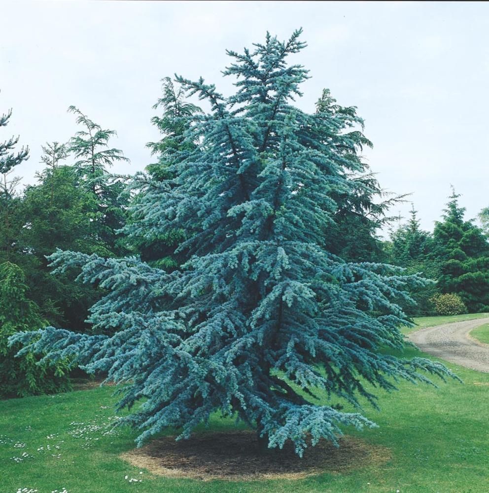 Lowe's NURSERY -Gallon Feature Blue Atlas Cedar In pot (with soil)