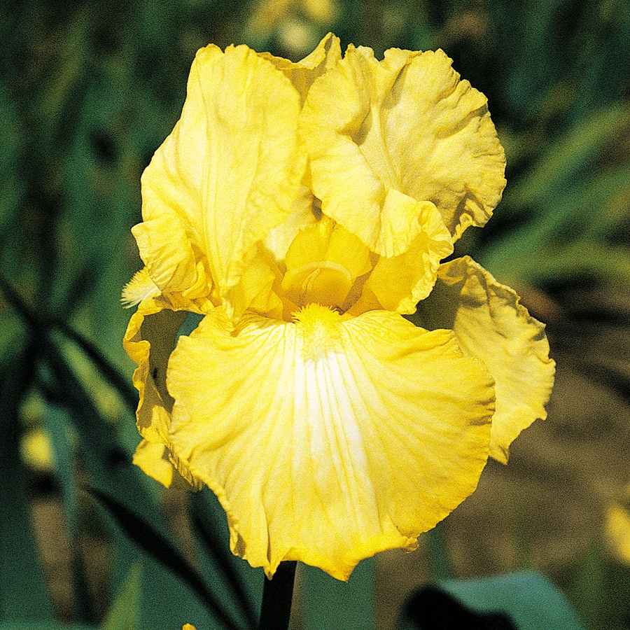 Bearded Iris Plant Bulbs at Lowes.com