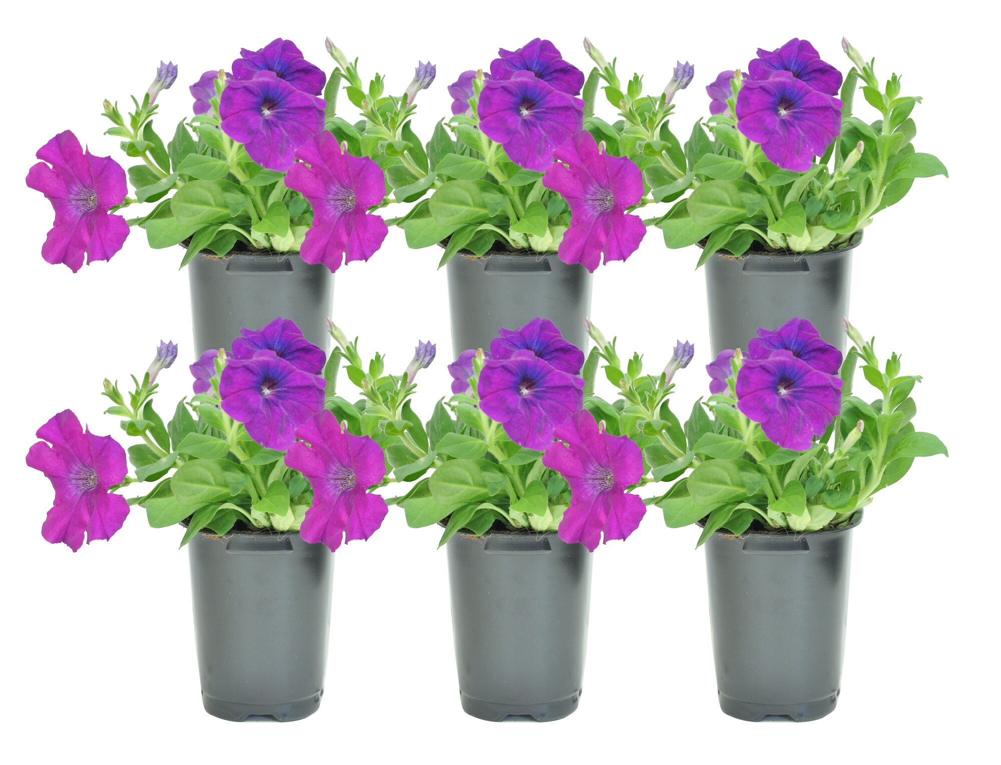 Costa Farms T-PT4-G-3DP-06-LW Purple Petunia in 3.5-in Pot 6-Pack
