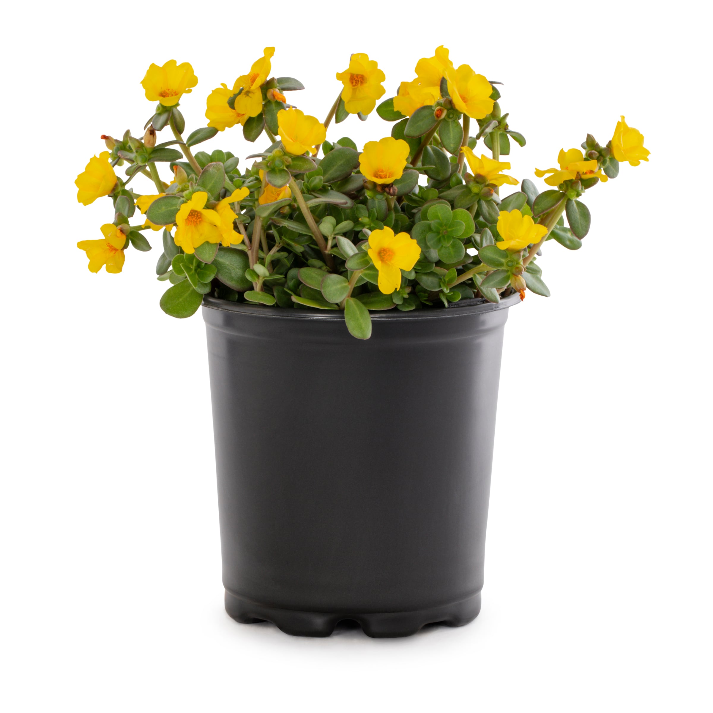 Lowe's 295783 annuals - View #5