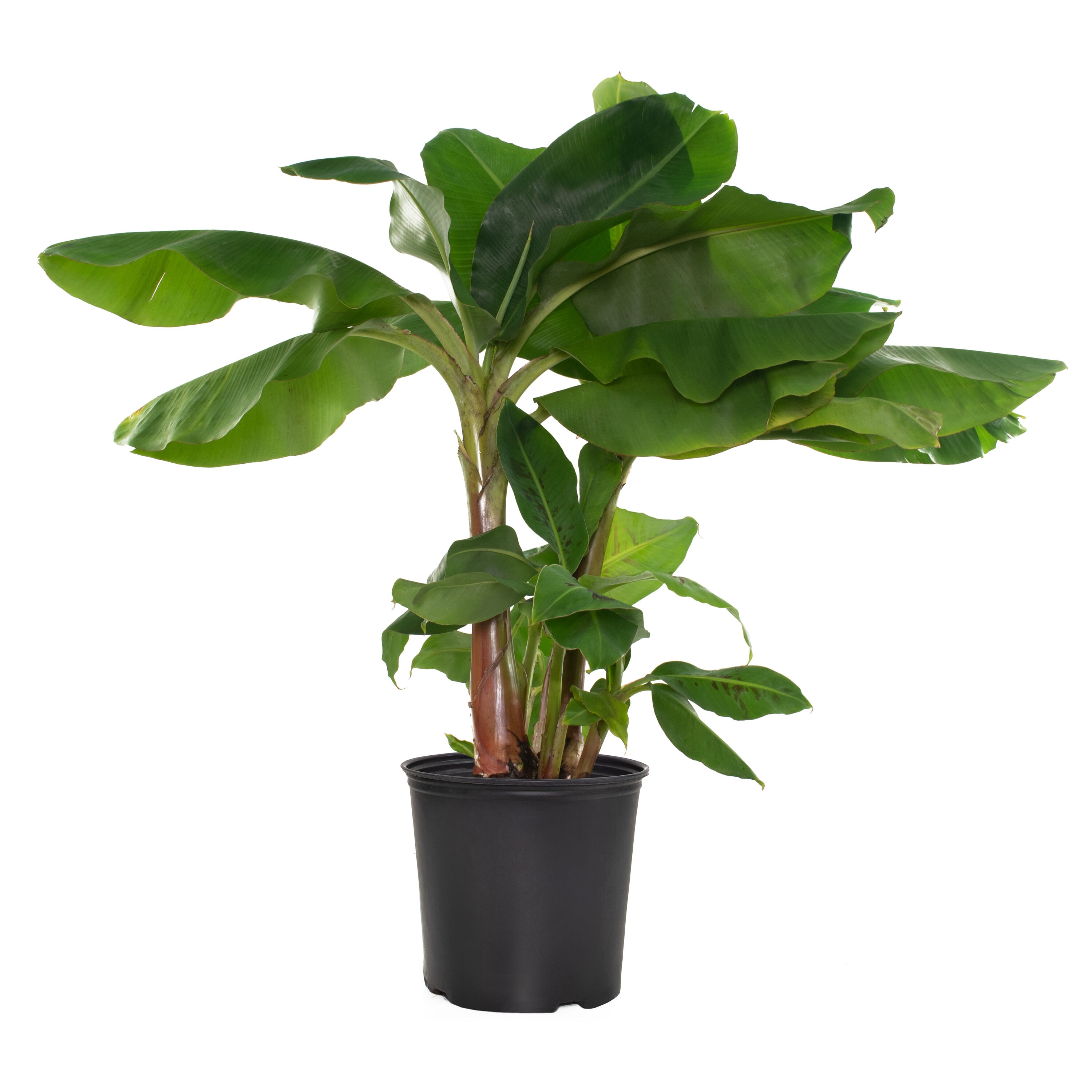 National Plant Network LW1229 White Banana House Plant in 10-in Pot